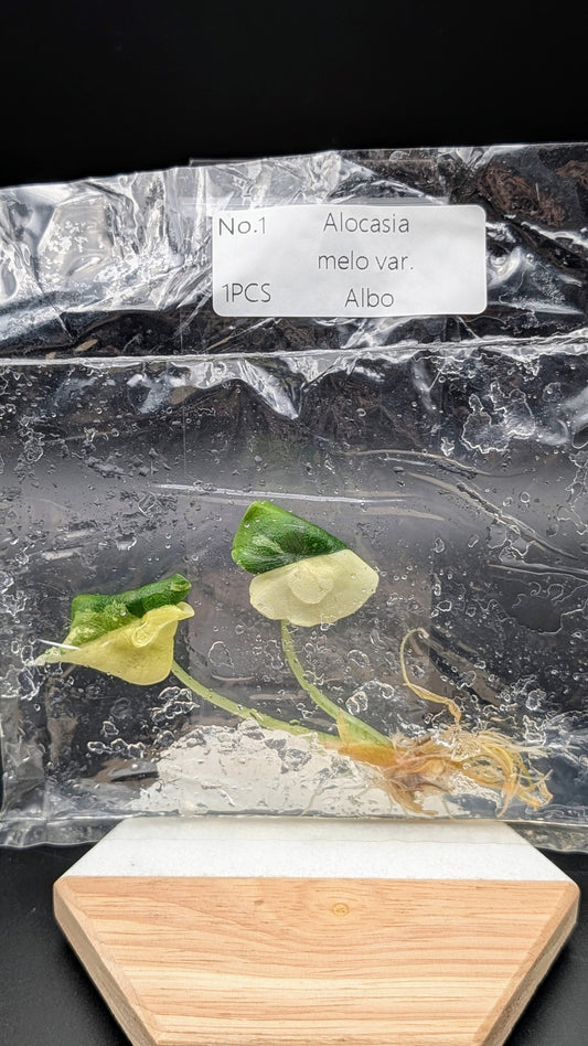 Alocasia Melo Albo im TC Beutel