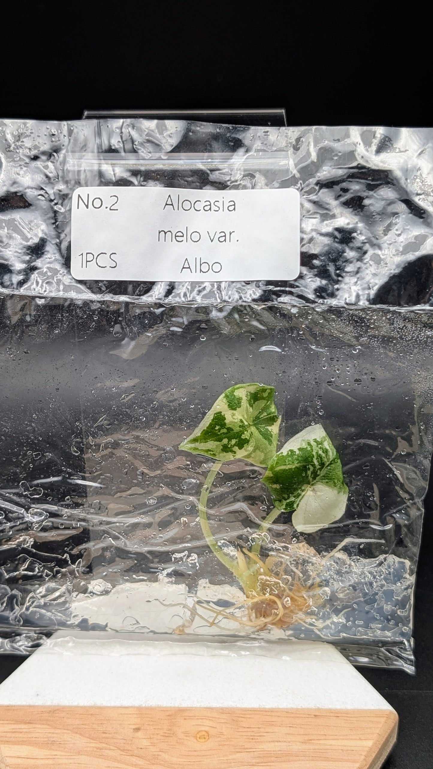 Alocasia Melo Albo im TC Beutel