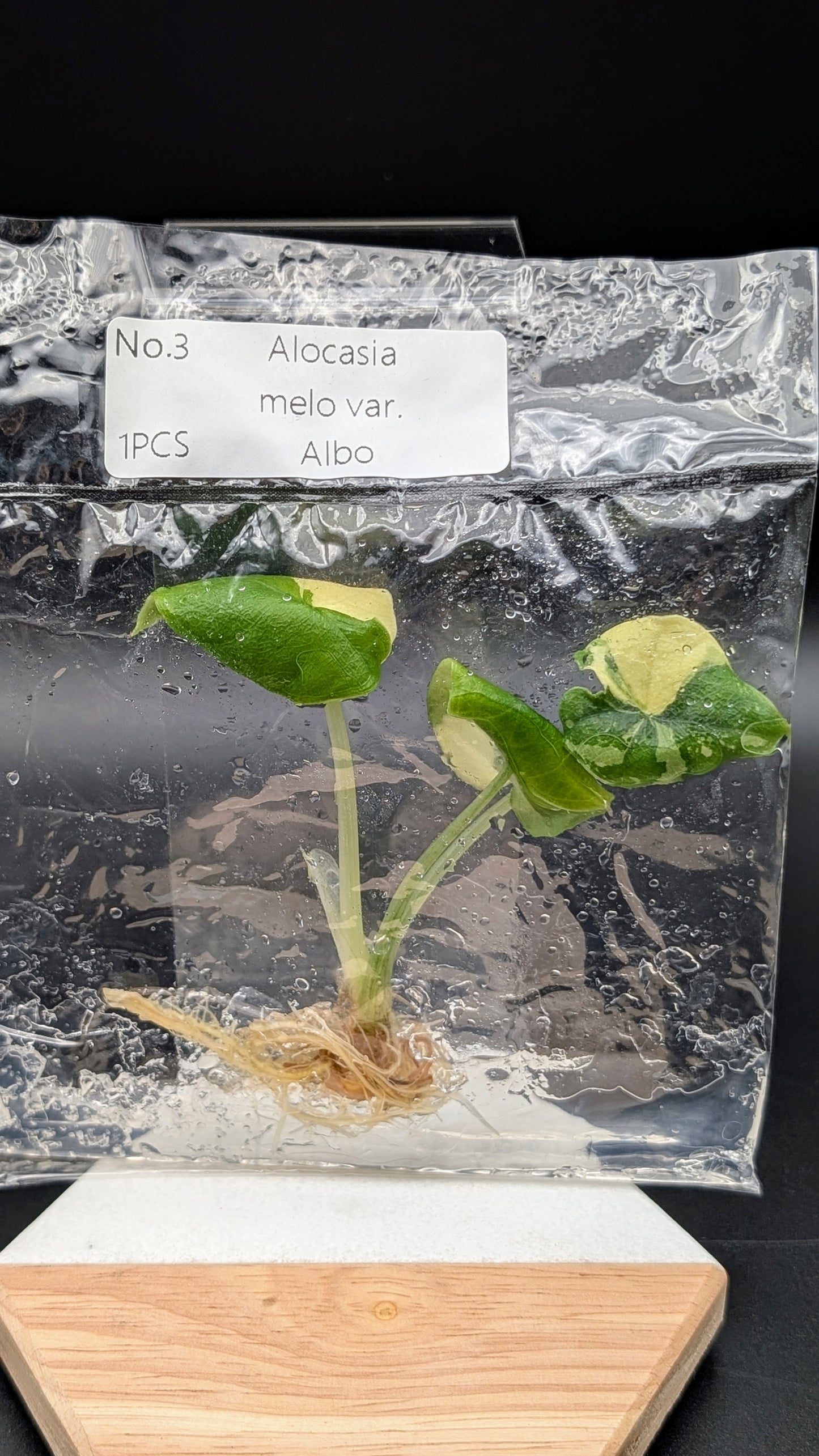 Alocasia Melo Albo im TC Beutel