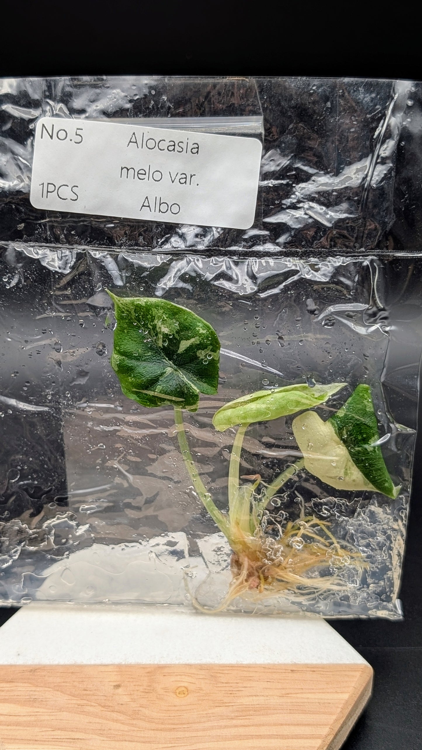 Alocasia Melo Albo im TC Beutel