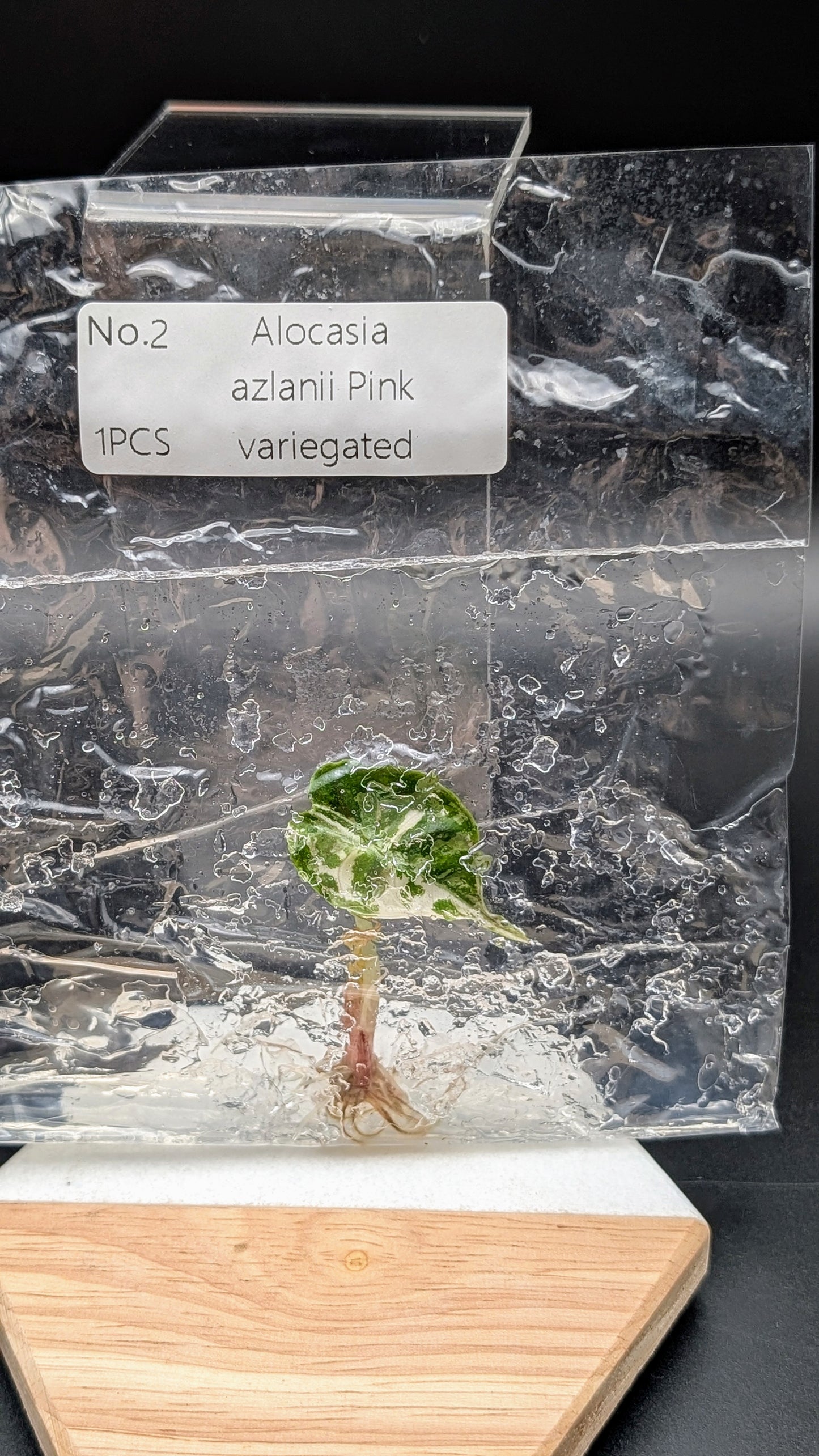 Alocasia Azlanii Pink/Albo im TC Beutel