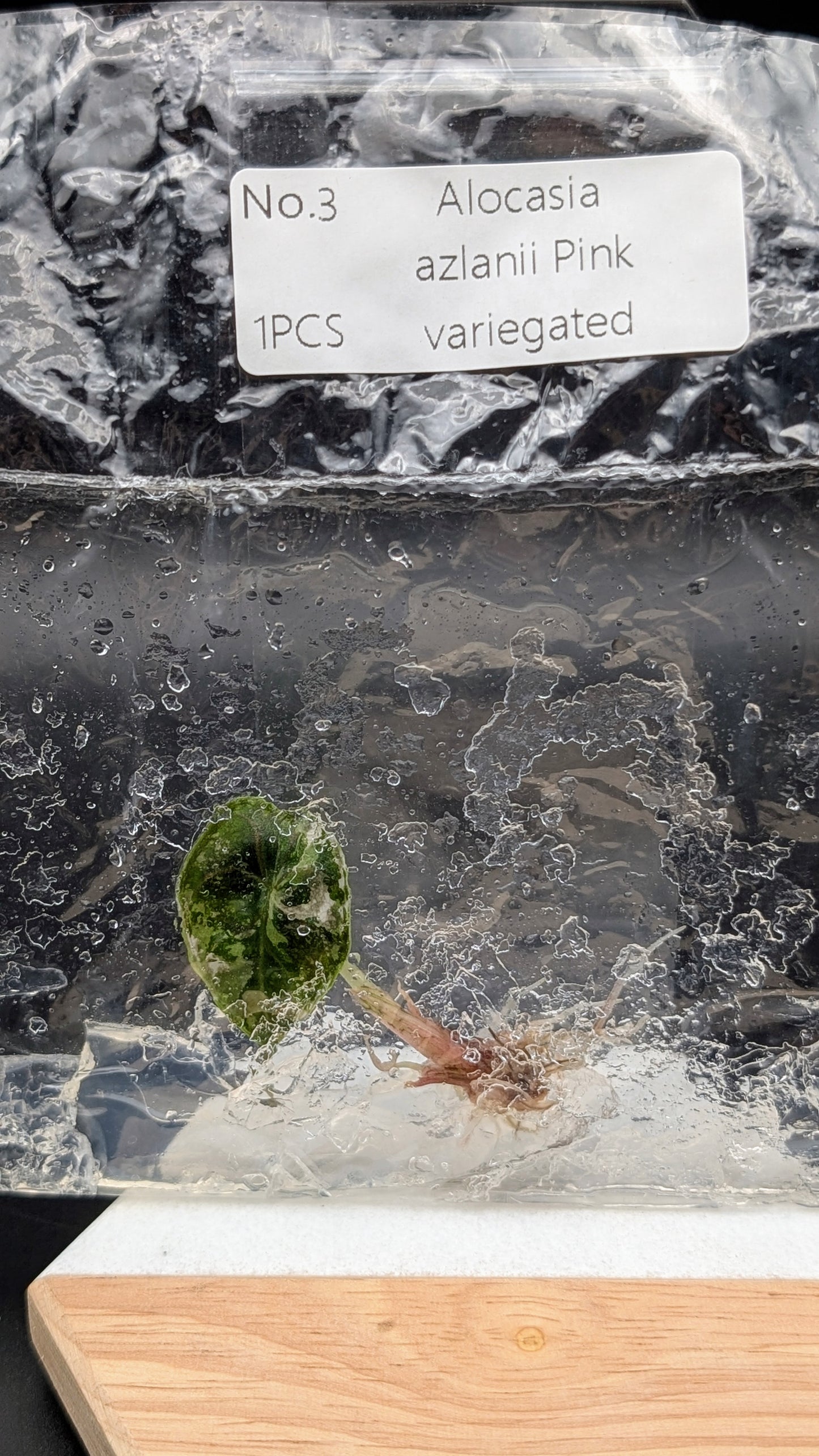 Alocasia Azlanii Pink/Albo im TC Beutel