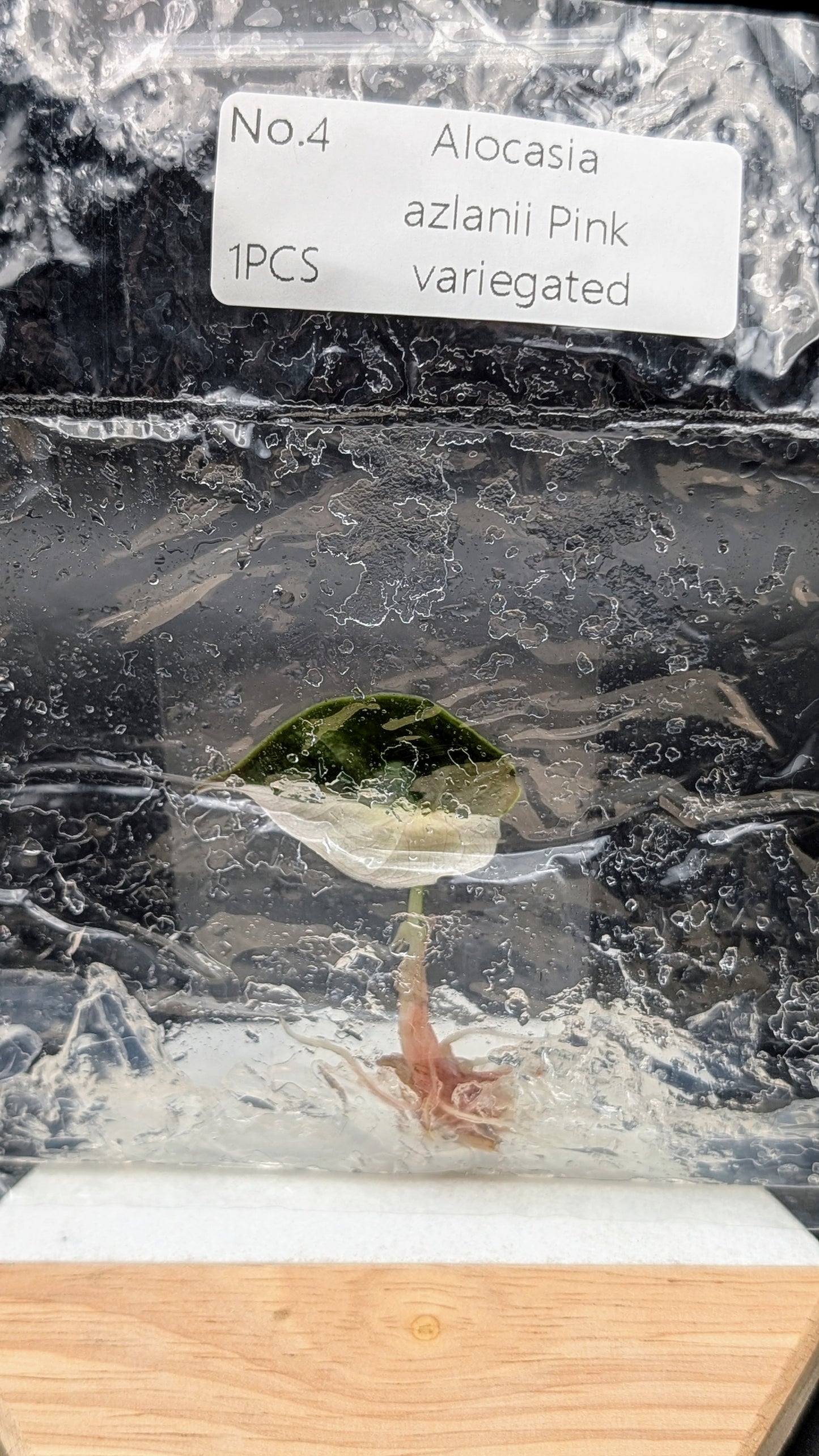 Alocasia Azlanii Pink/Albo im TC Beutel