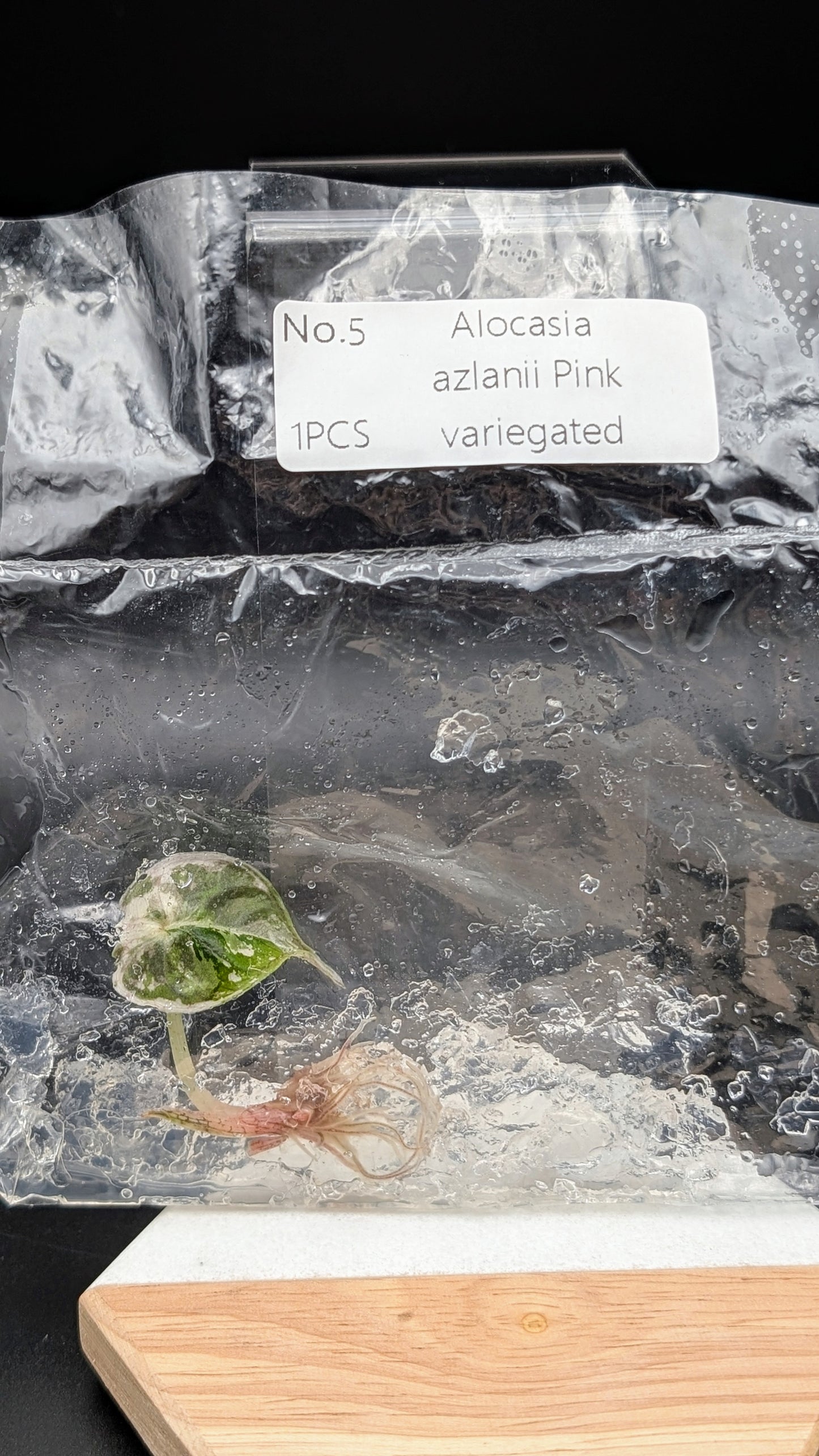 Alocasia Azlanii Pink/Albo im TC Beutel