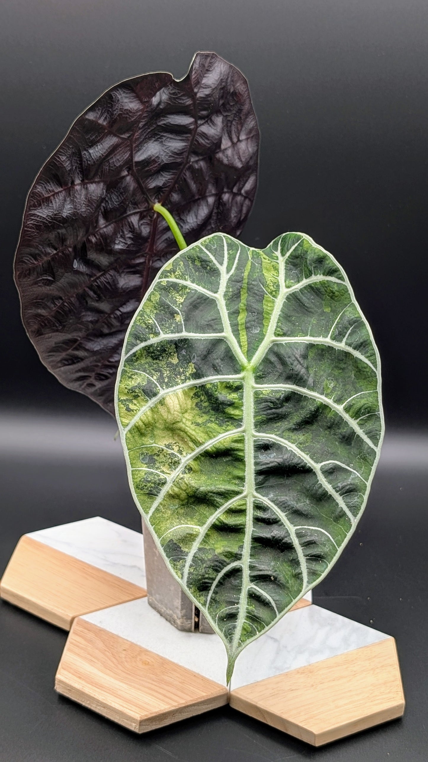 Alocasia Watsoniana Variegata Babypflanzen aus Rhizom