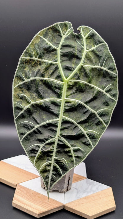 Alocasia Watsoniana Variegata Babypflanzen aus Rhizom