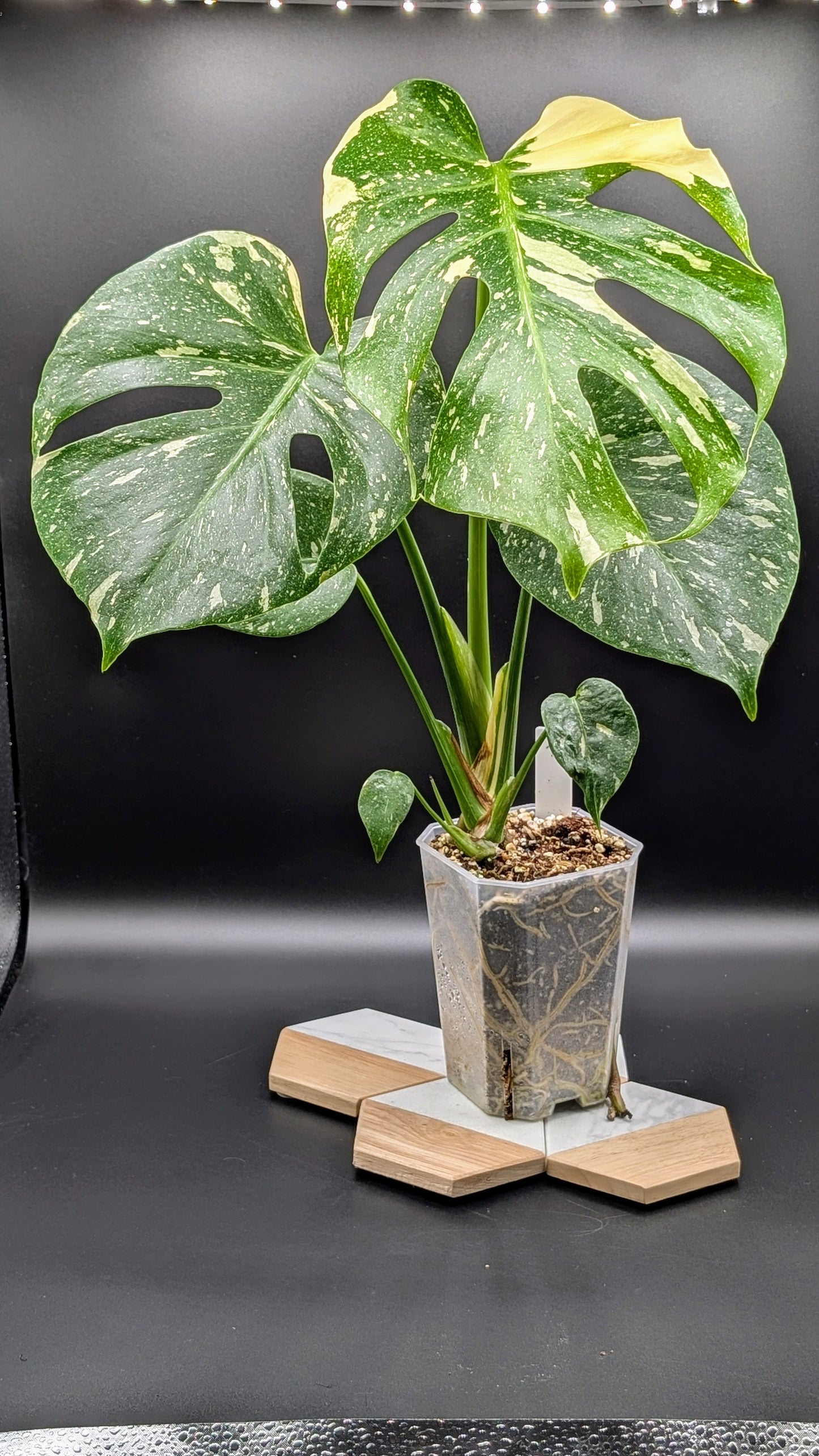 Monstera Thai Constellation