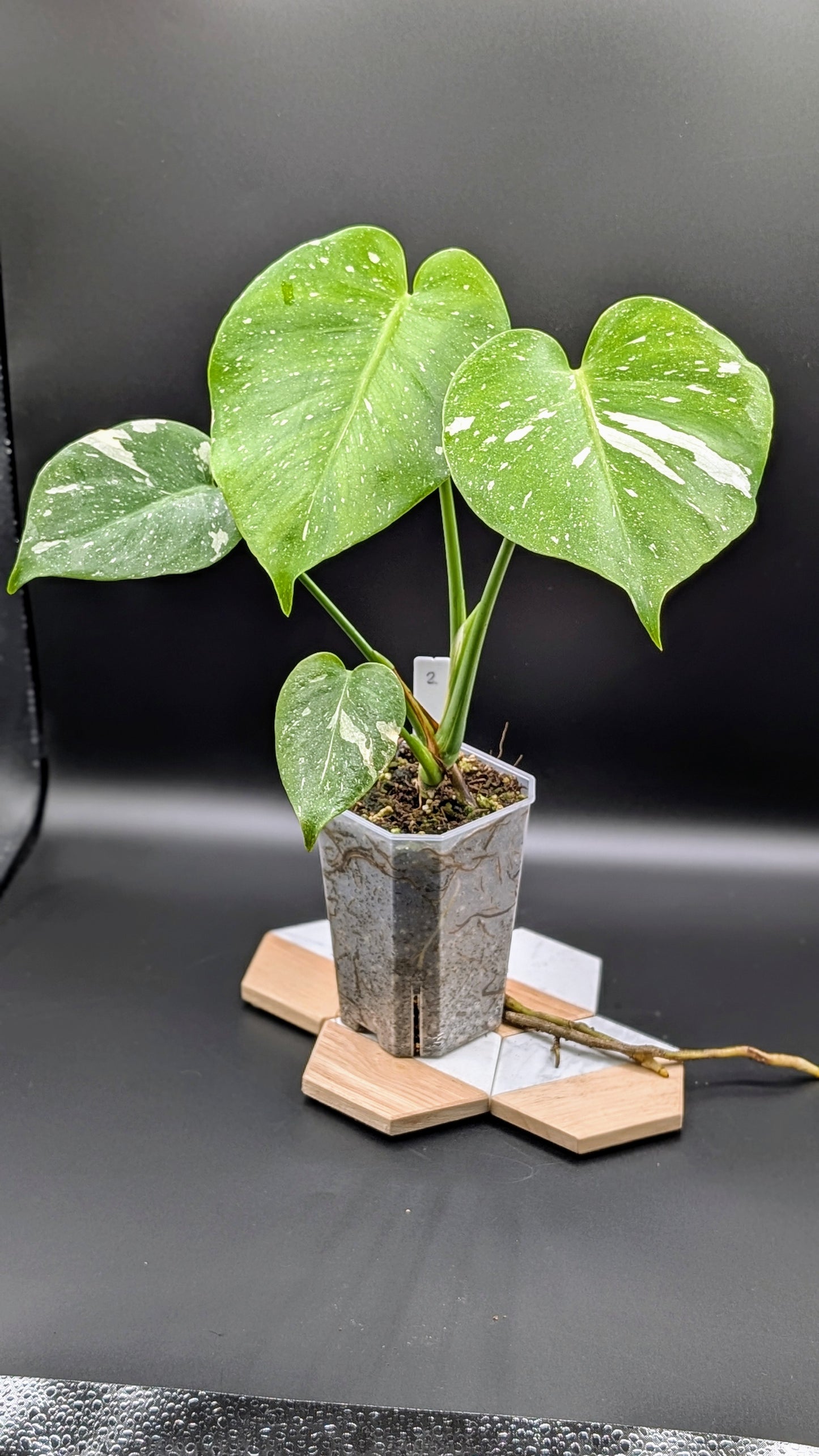 Monstera Thai Constellation