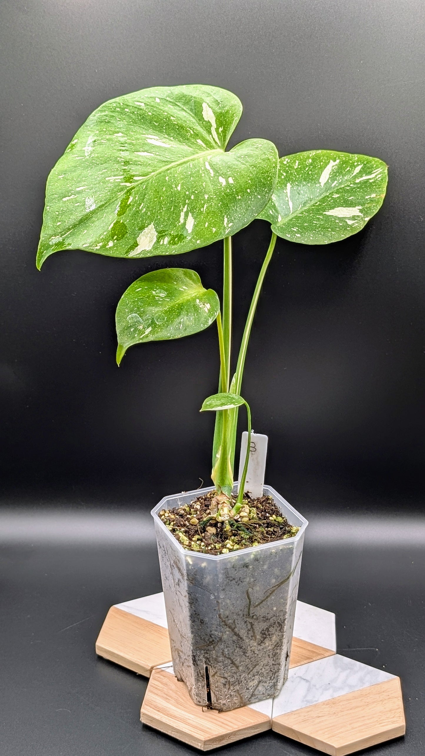 Monstera Thai Constellation