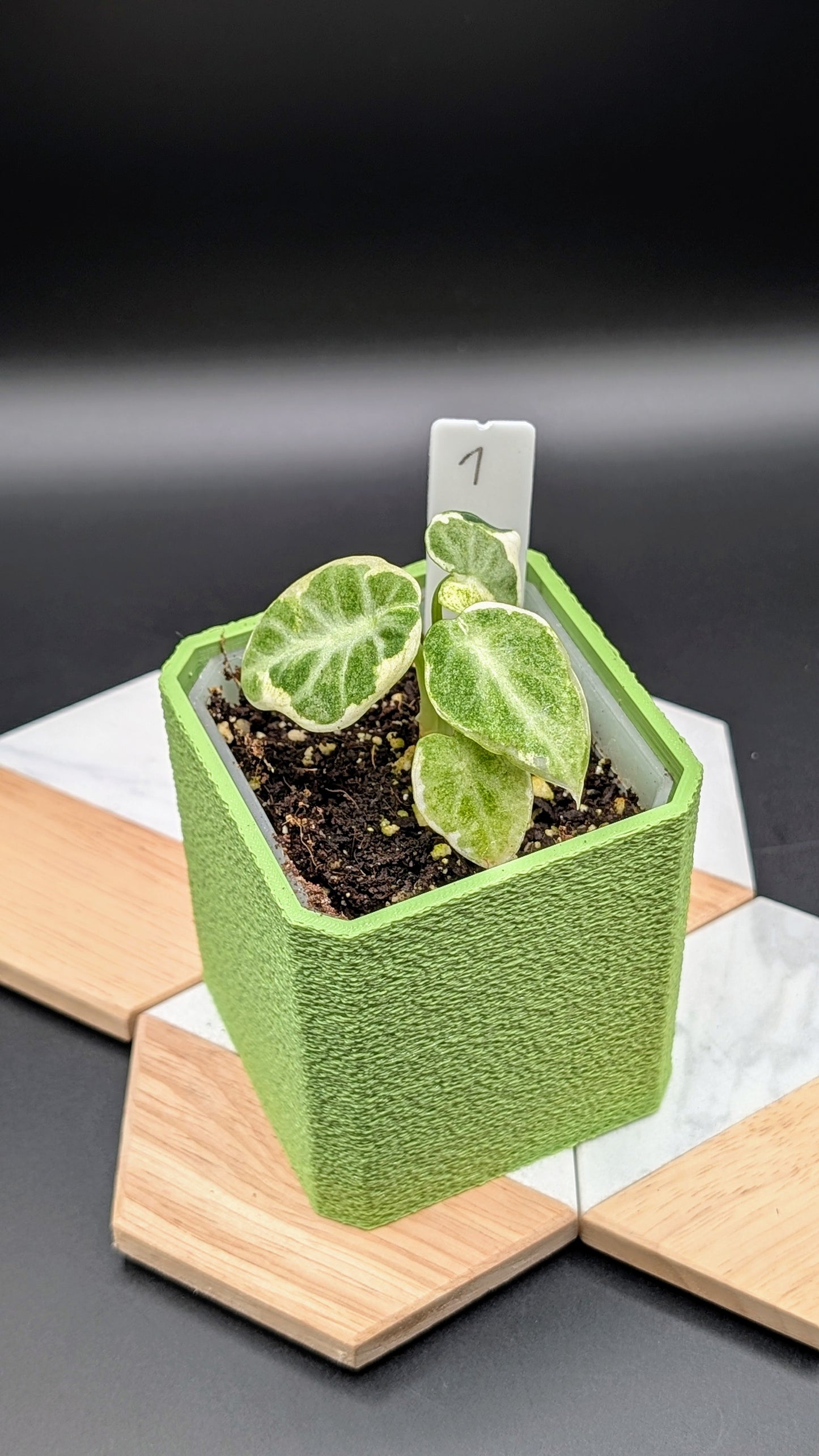 Alocasia Ninja Albo Variegata Babypflanze