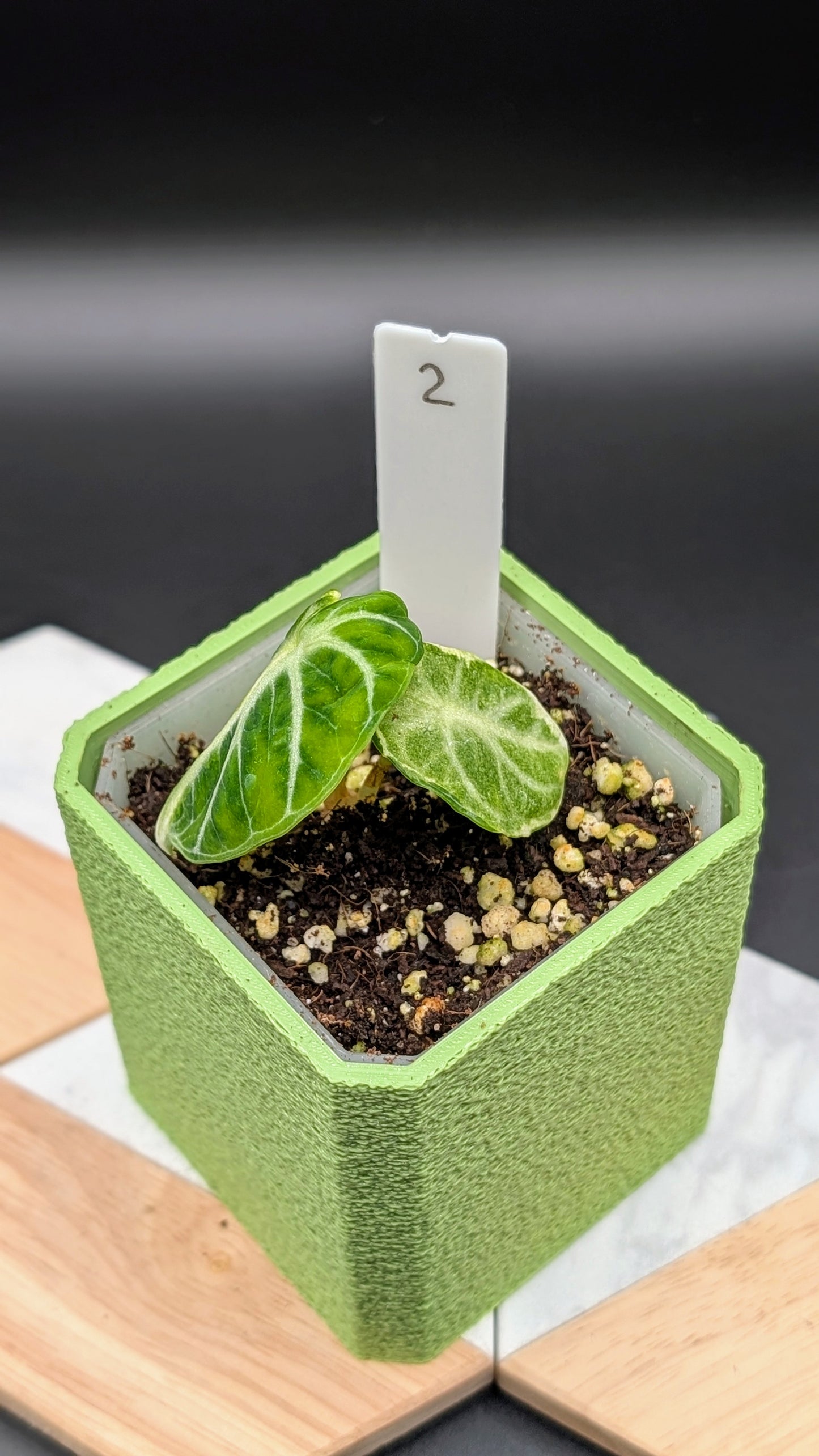 Alocasia Ninja Albo Variegata Babypflanze