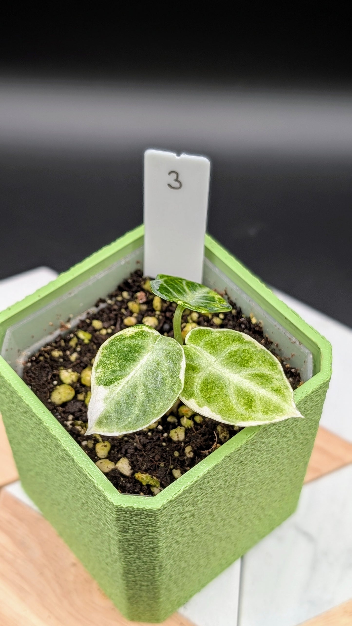 Alocasia Ninja Albo Variegata Babypflanze