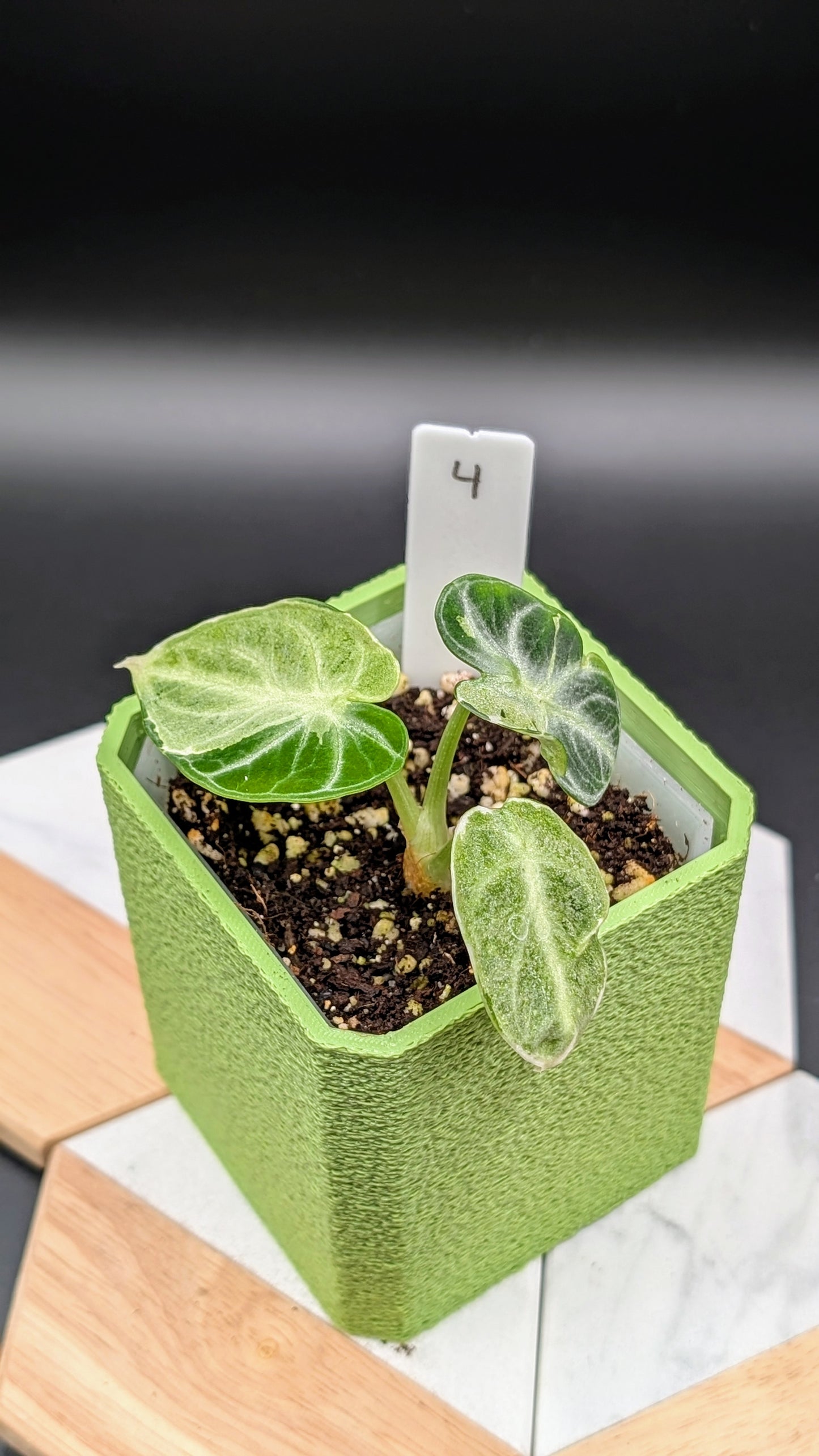 Alocasia Ninja Albo Variegata Babypflanze