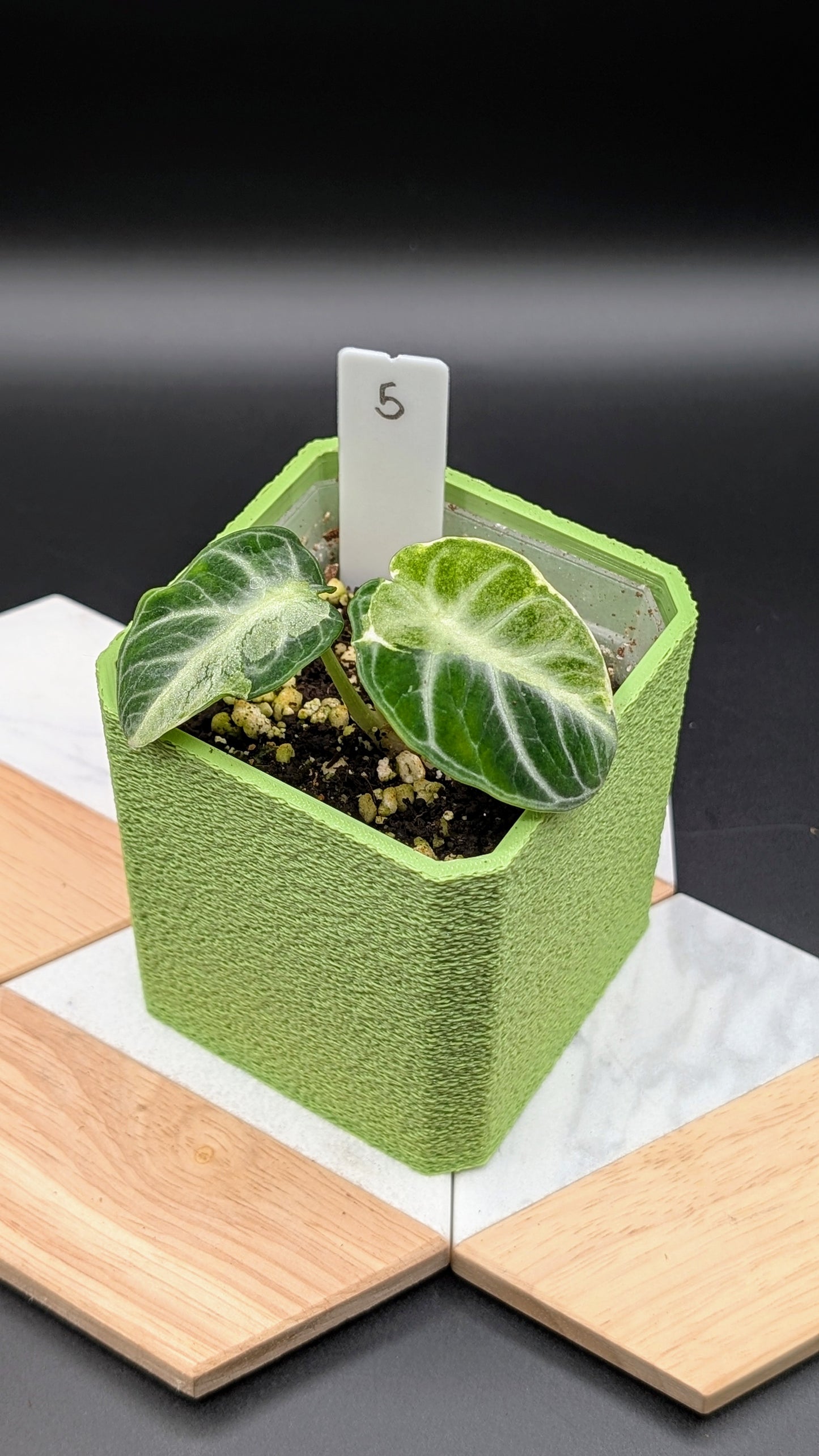 Alocasia Ninja Albo Variegata Babypflanze