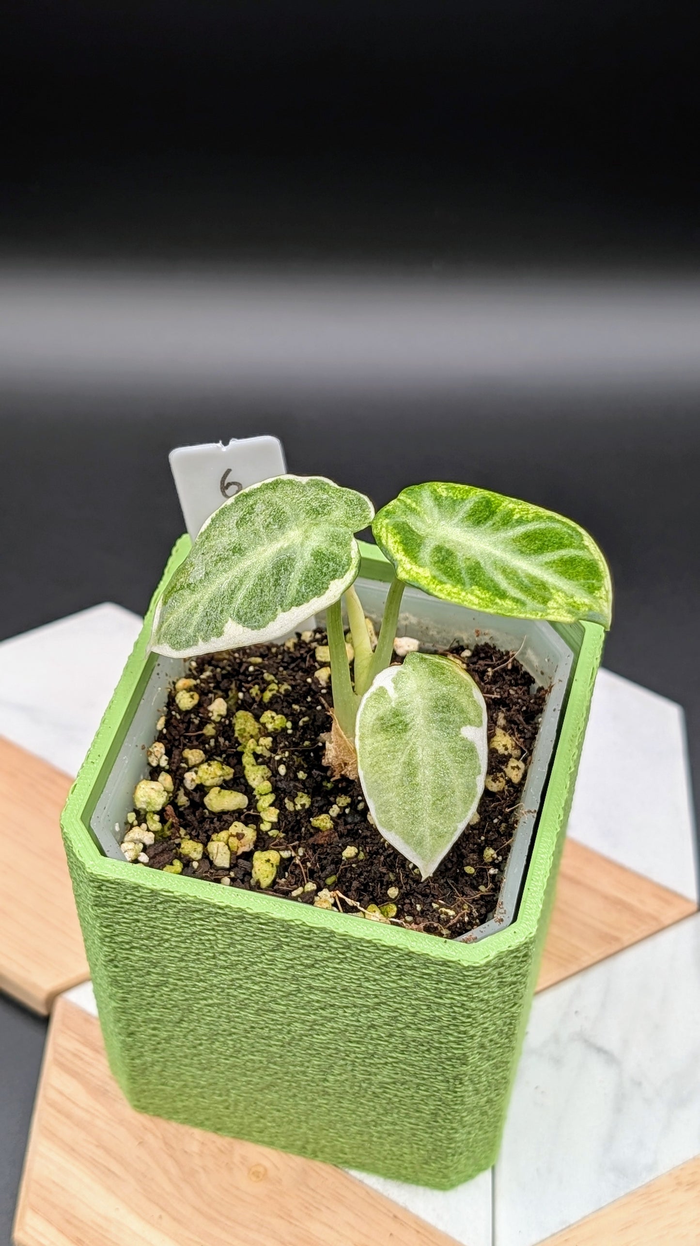 Alocasia Ninja Albo Variegata Babypflanze