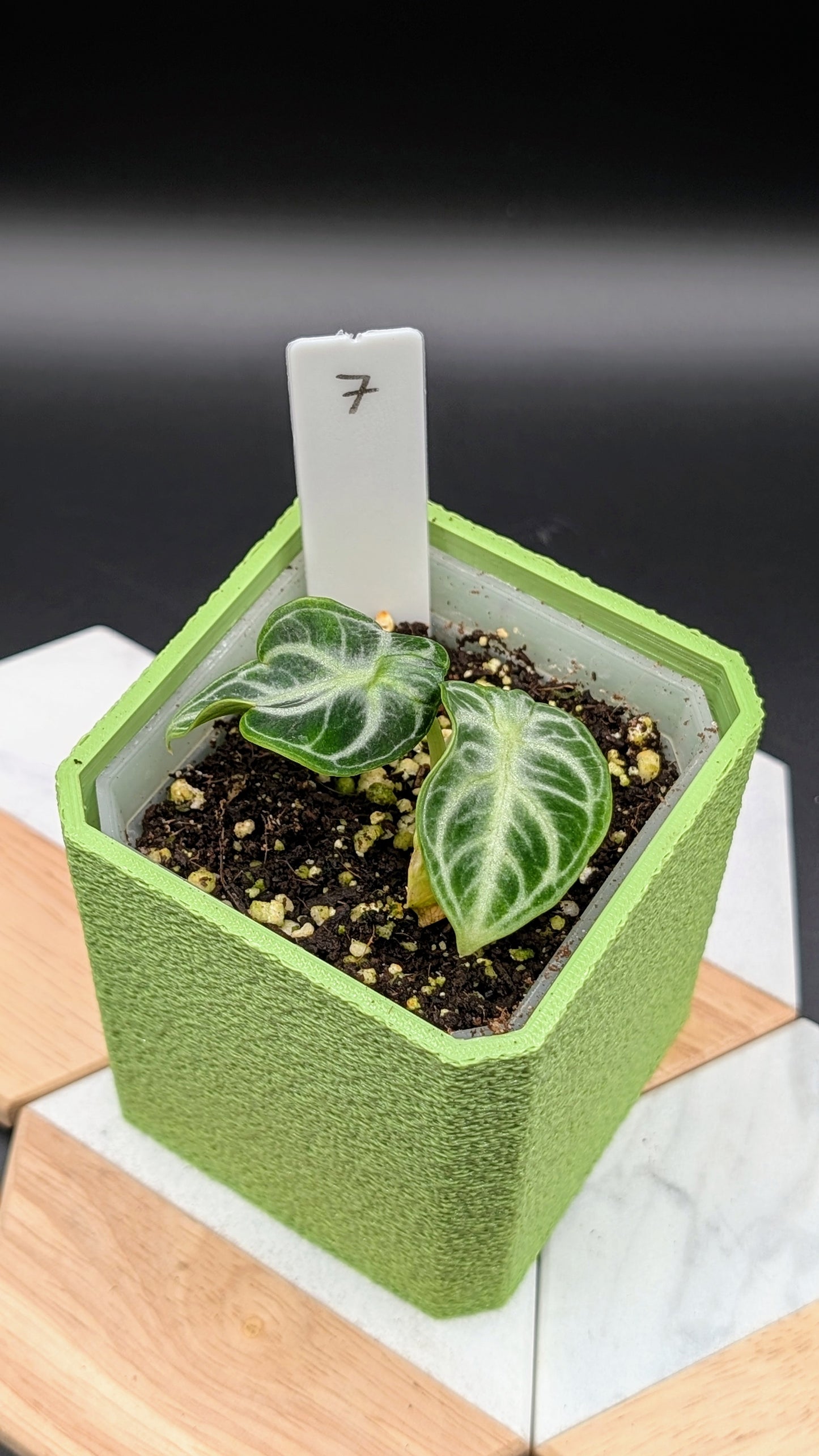 Alocasia Ninja Albo Variegata Babypflanze