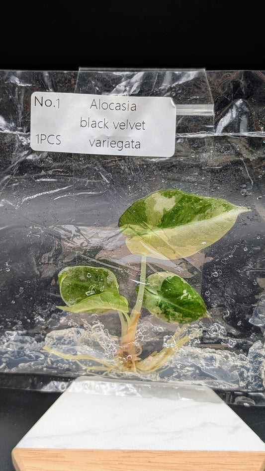 Alocasia Black Velvet Albo / Pink im TC Beutel