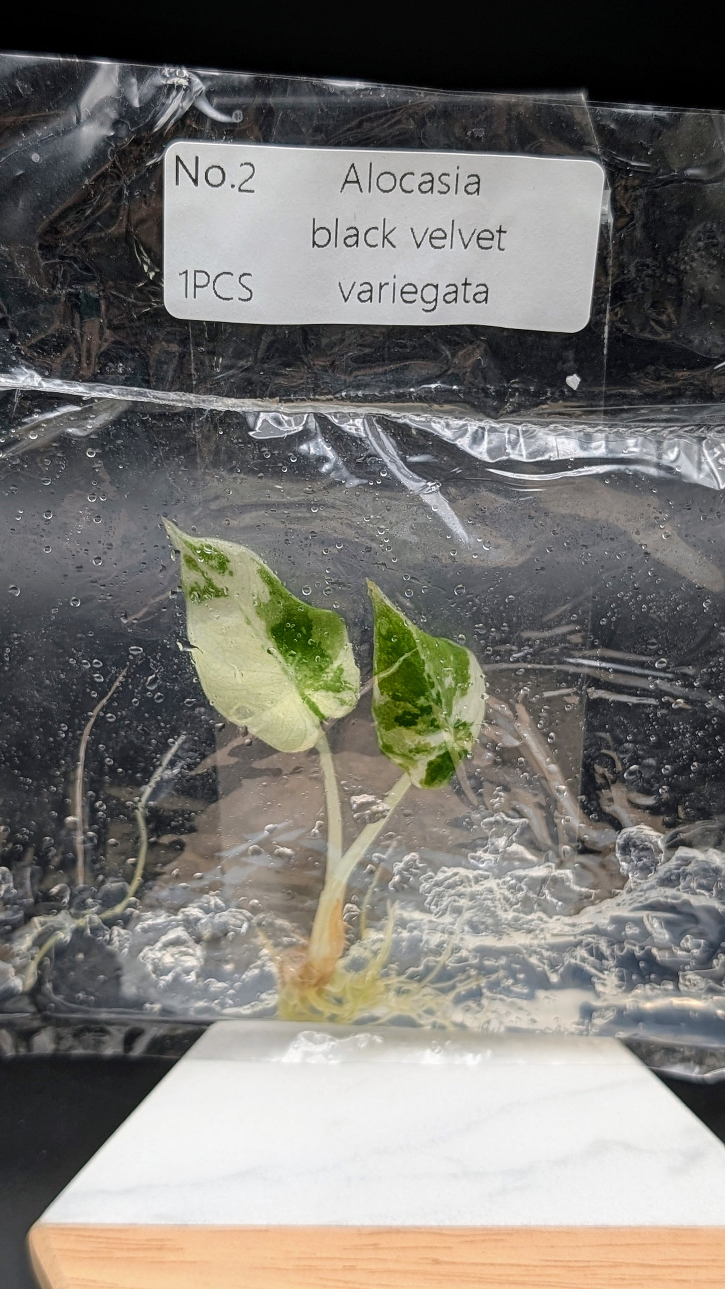 Alocasia Black Velvet Albo / Pink im TC Beutel