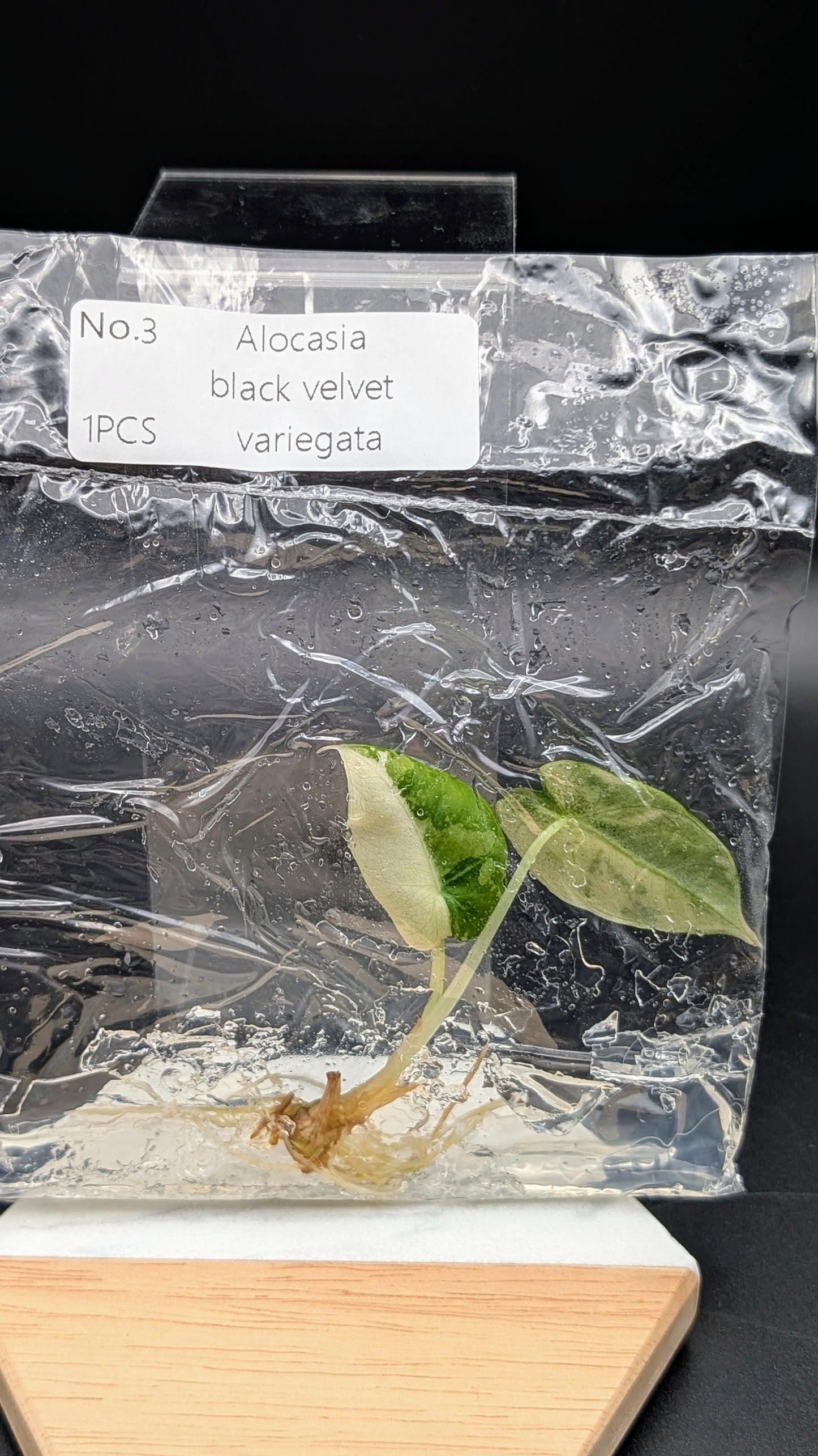 Alocasia Black Velvet Albo / Pink im TC Beutel