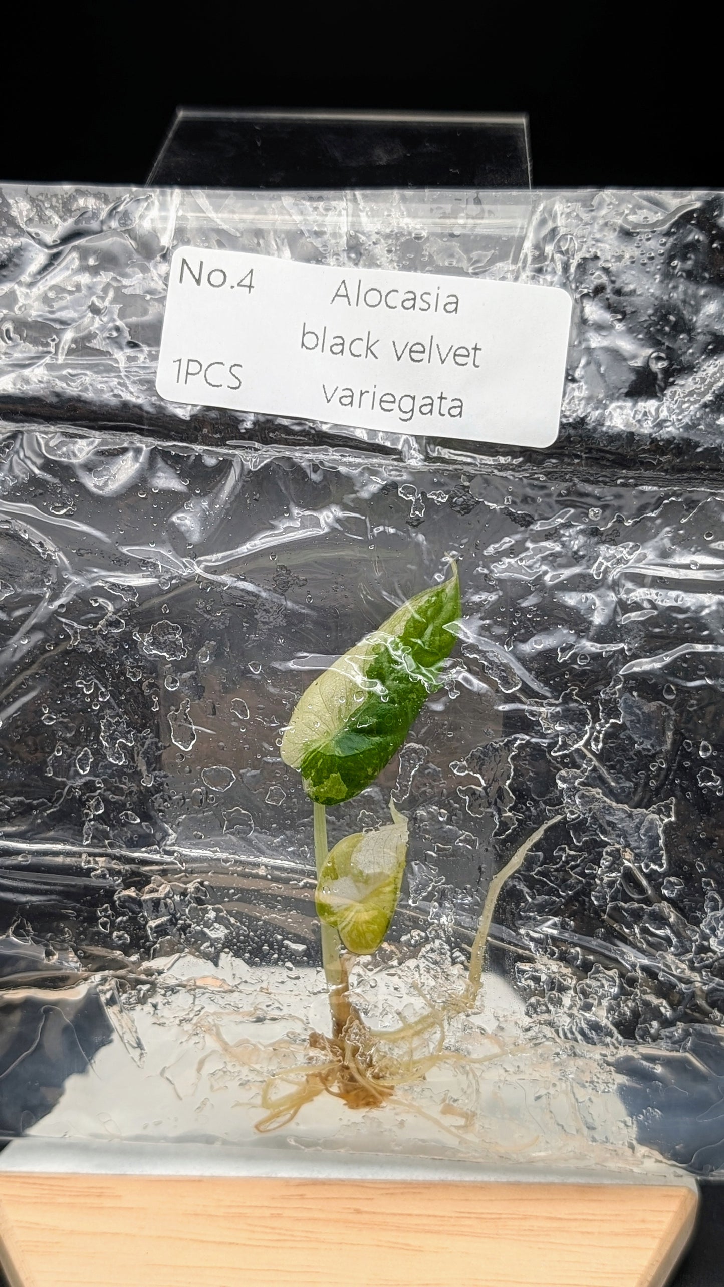 Alocasia Black Velvet Albo / Pink im TC Beutel