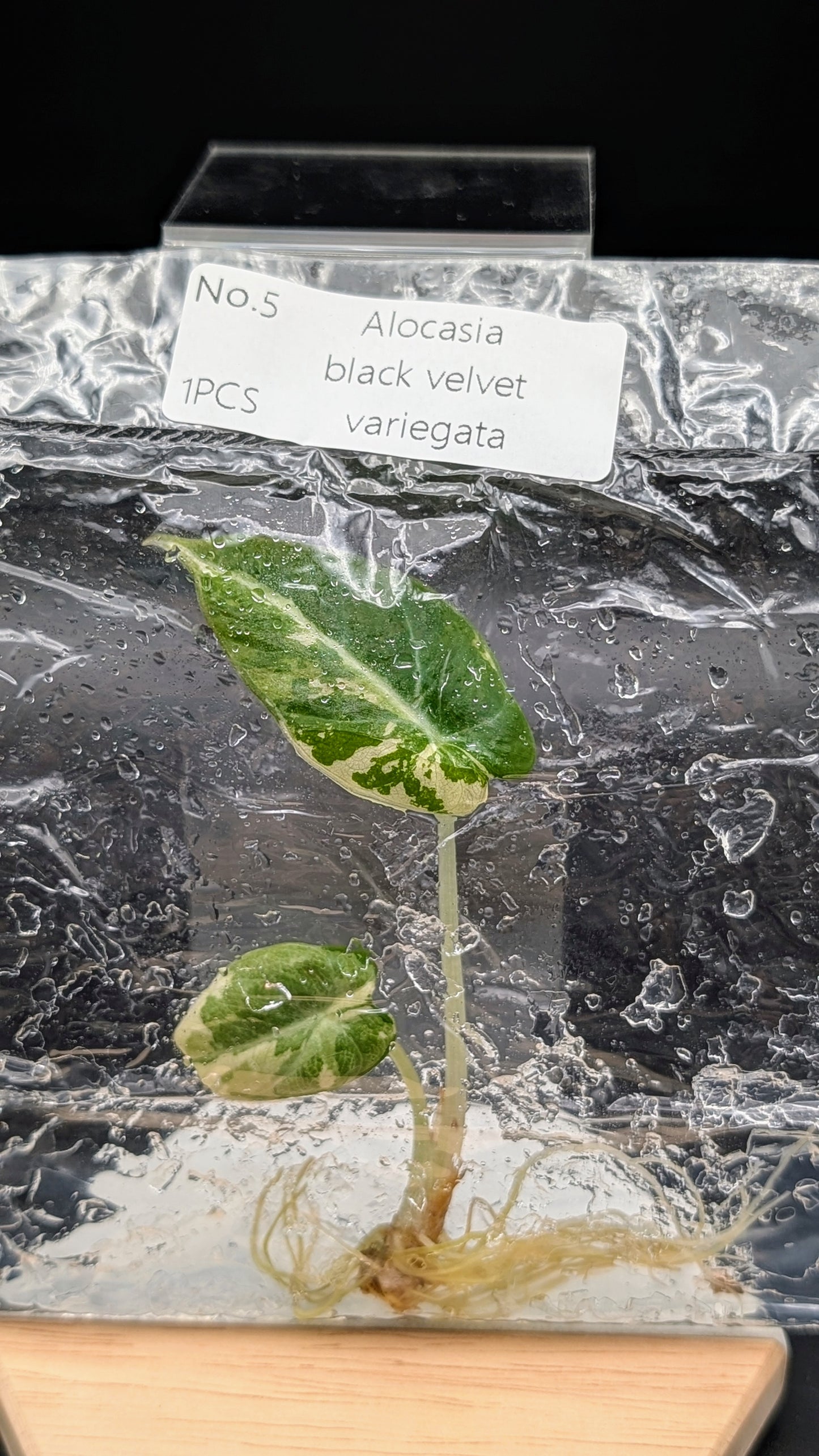 Alocasia Black Velvet Albo / Pink im TC Beutel