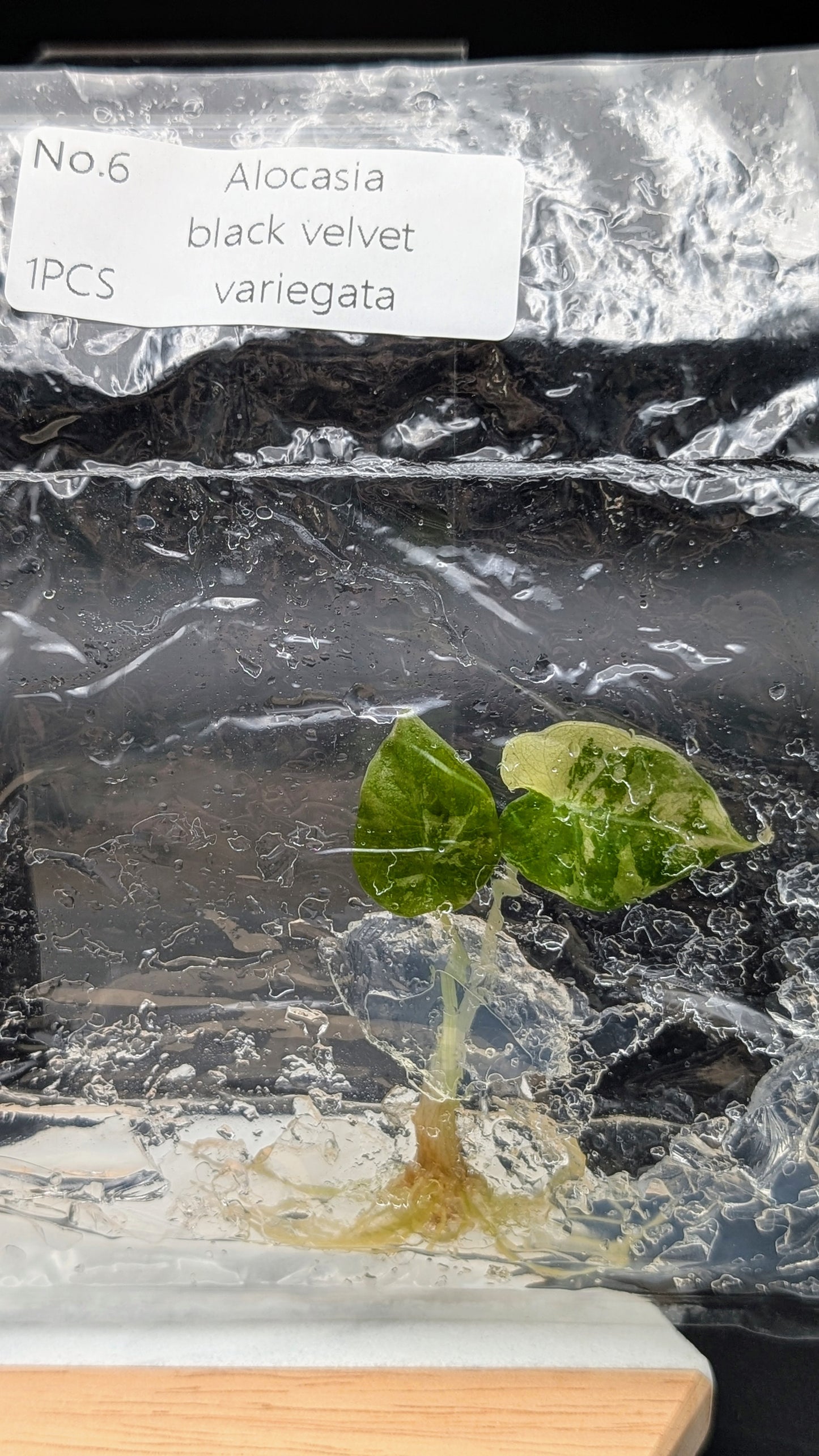 Alocasia Black Velvet Albo / Pink im TC Beutel