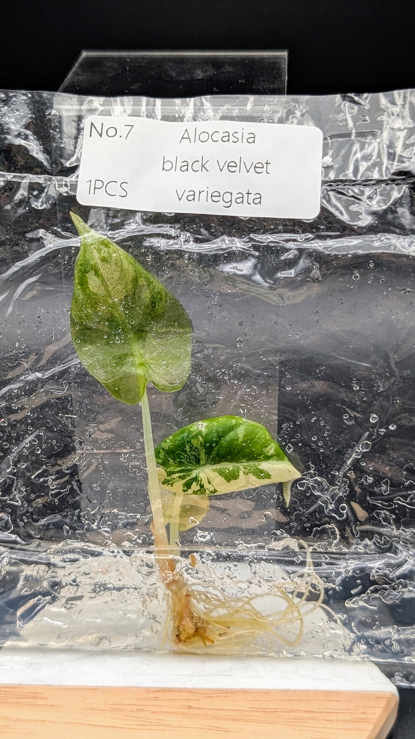 Alocasia Black Velvet Albo / Pink im TC Beutel