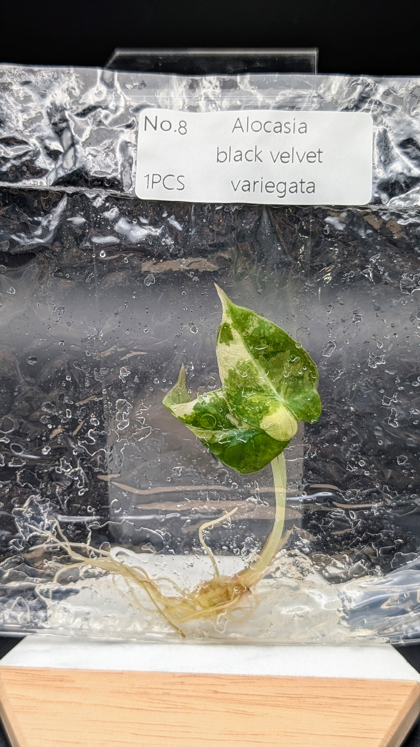 Alocasia Black Velvet Albo / Pink im TC Beutel