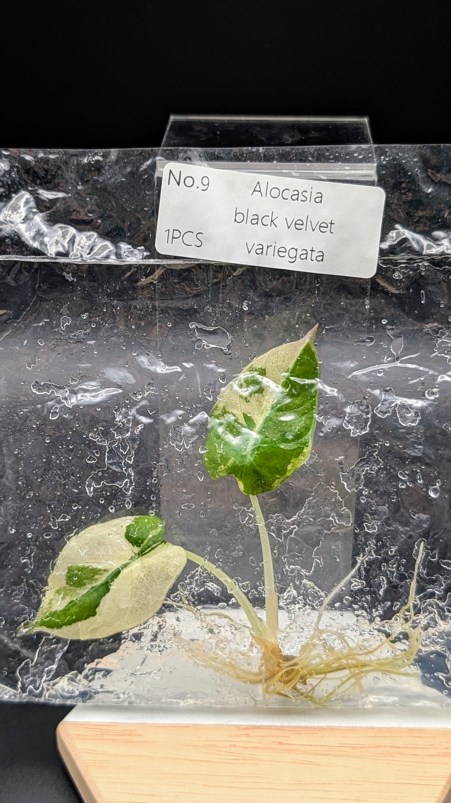 Alocasia Black Velvet Albo / Pink im TC Beutel