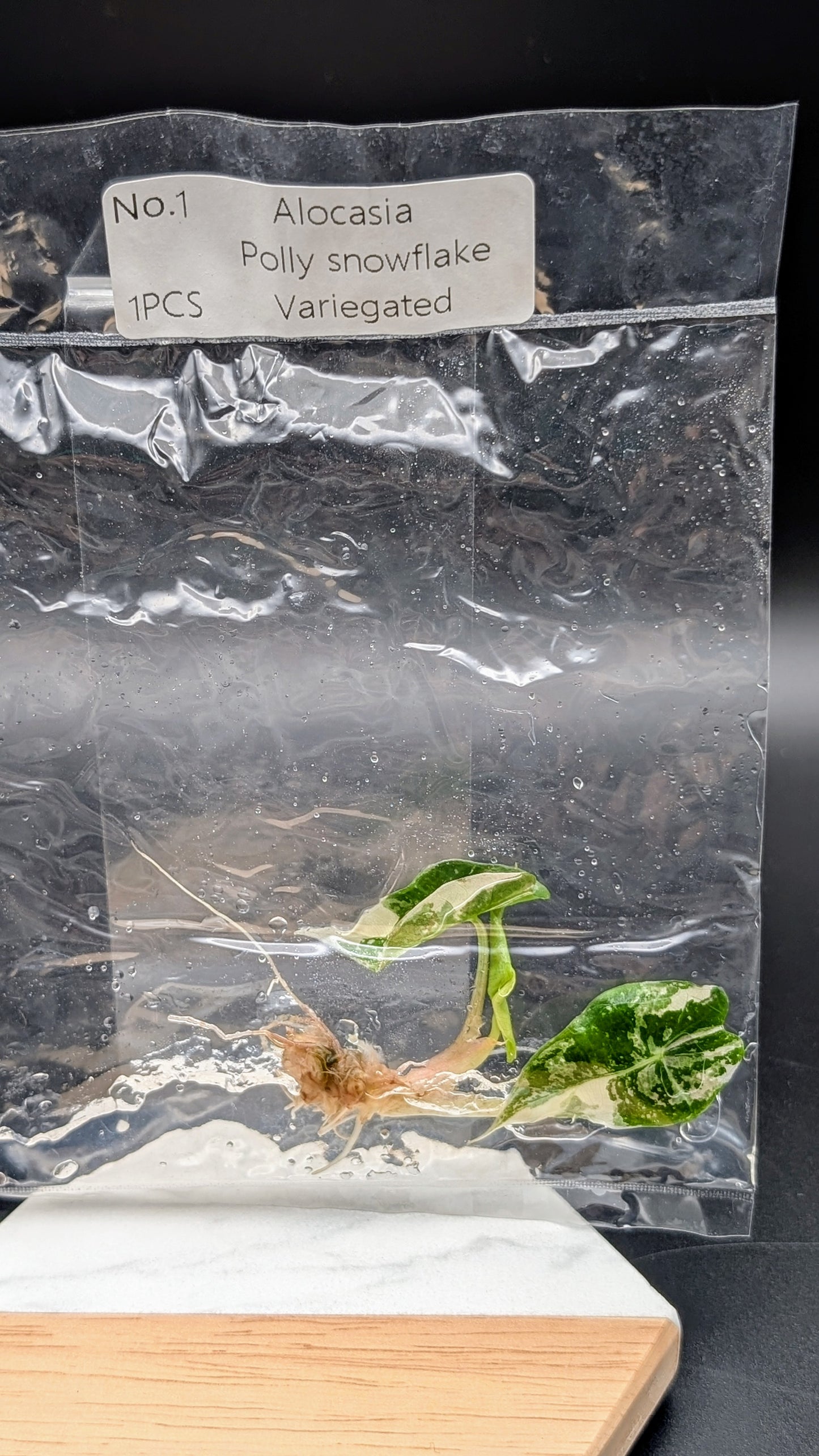 Alocasia Polly Snowflake Pink Variegata im TC Beutel