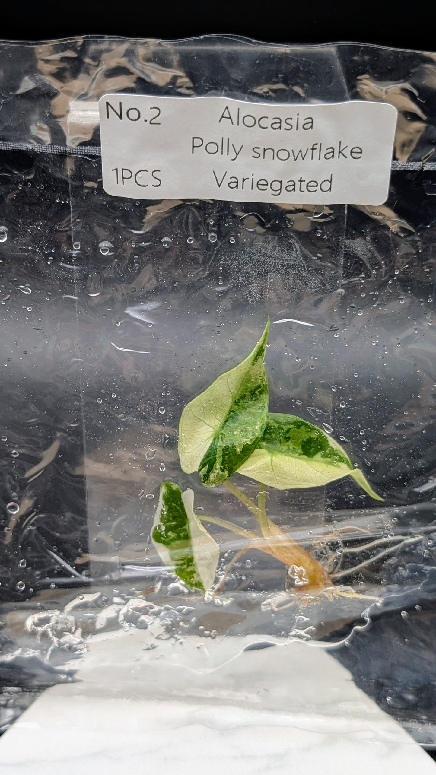 Alocasia Polly Snowflake Pink Variegata im TC Beutel