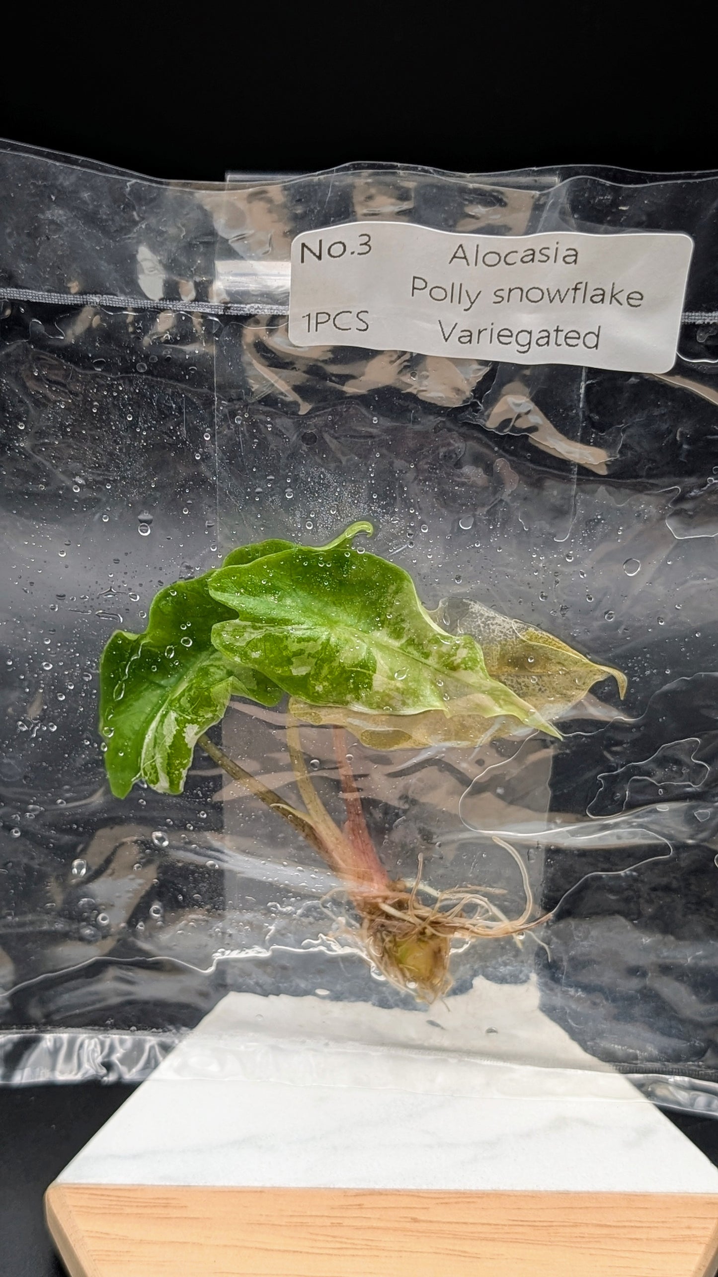 Alocasia Polly Snowflake Pink Variegata im TC Beutel