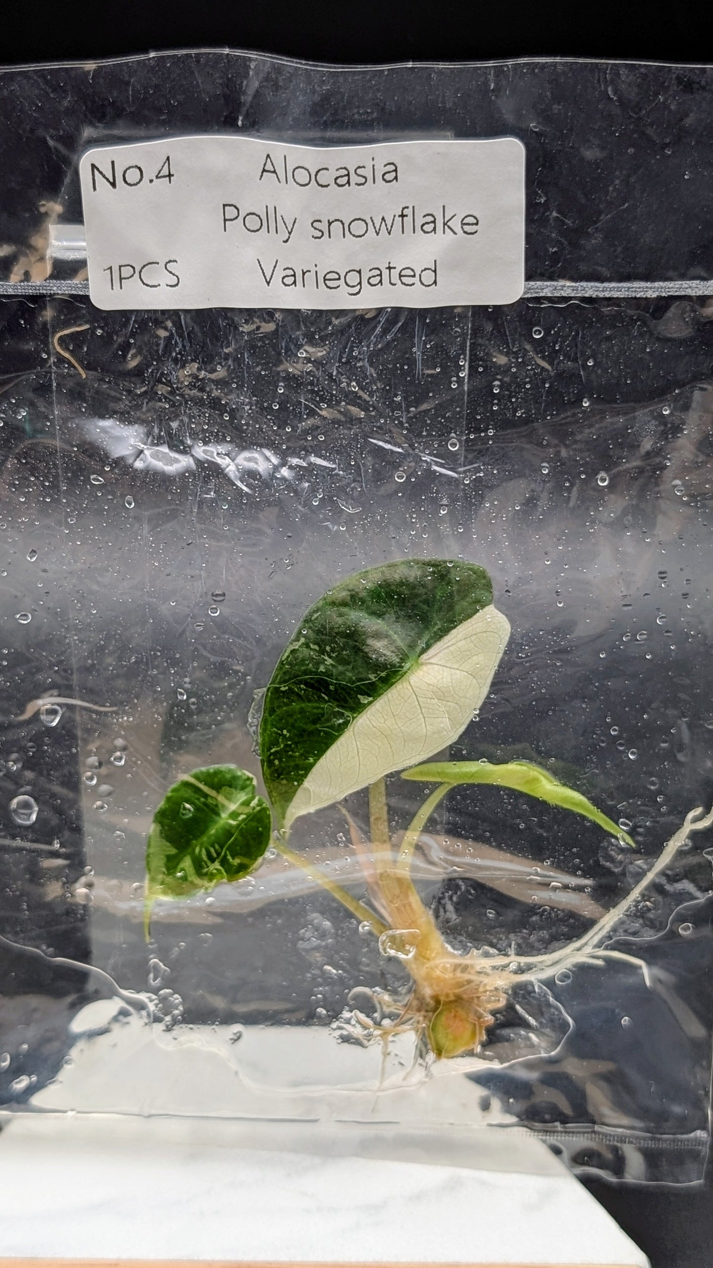 Alocasia Polly Snowflake Pink Variegata im TC Beutel