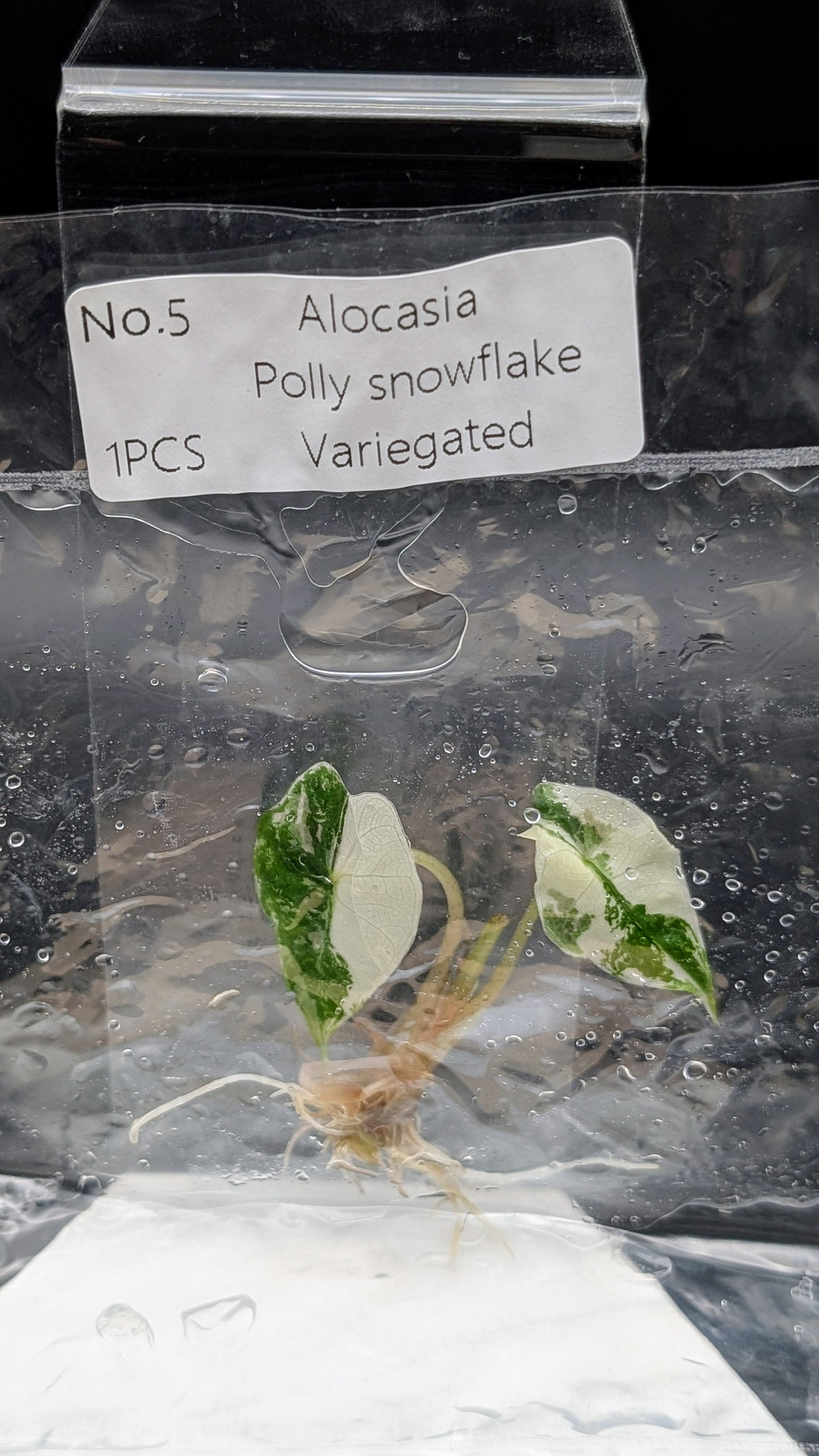 Alocasia Polly Snowflake Pink Variegata im TC Beutel