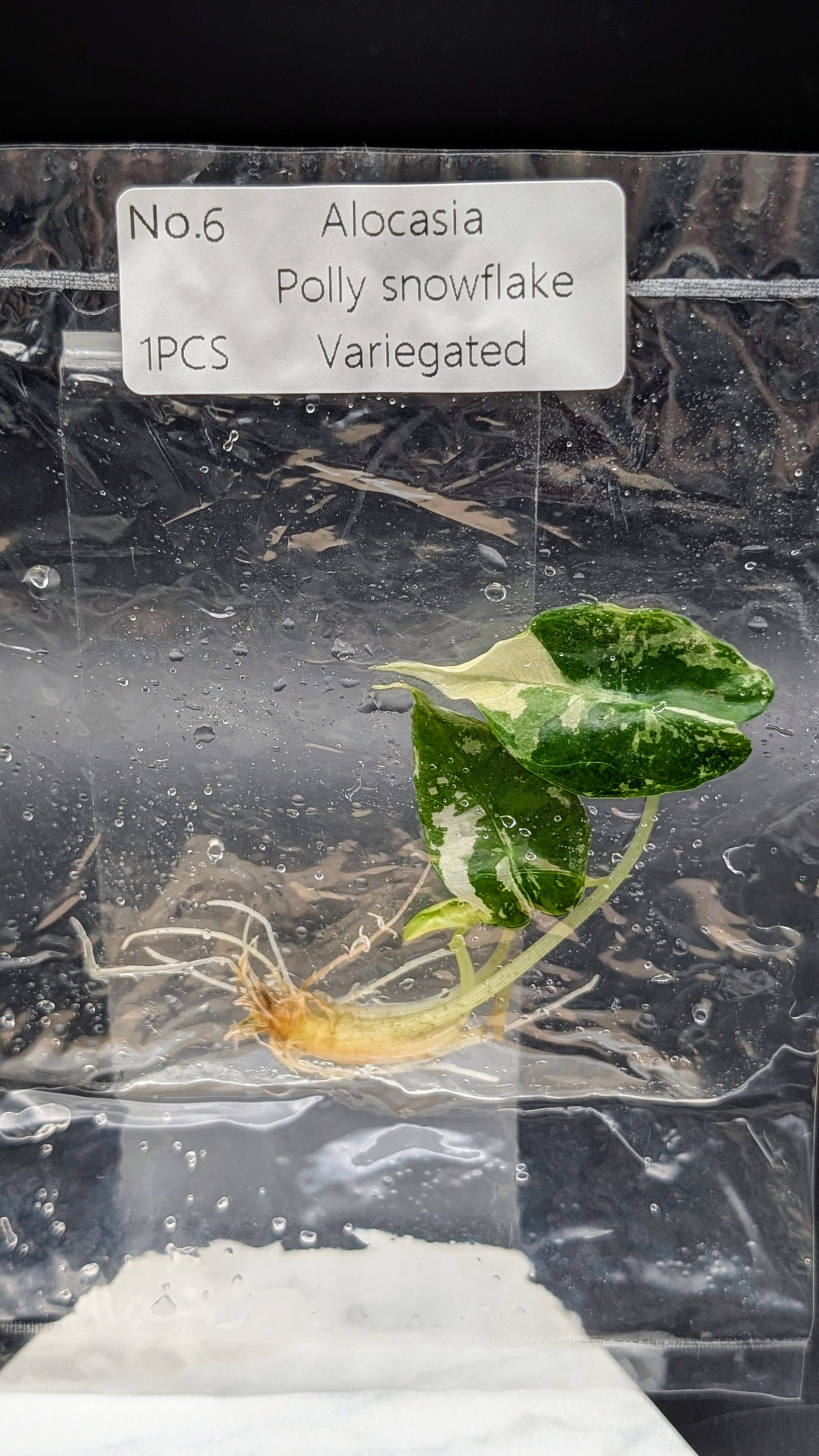 Alocasia Polly Snowflake Pink Variegata im TC Beutel