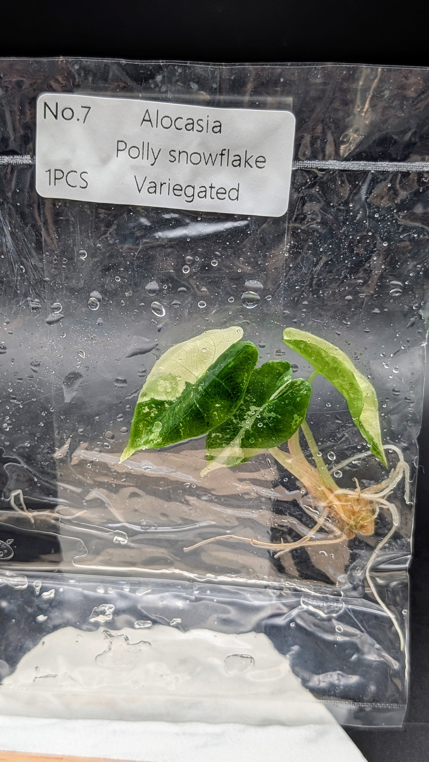 Alocasia Polly Snowflake Pink Variegata im TC Beutel