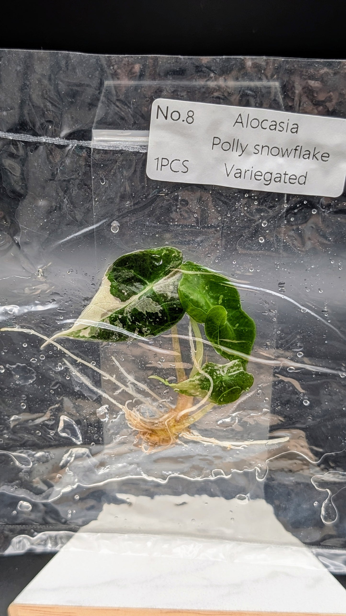 Alocasia Polly Snowflake Pink Variegata im TC Beutel