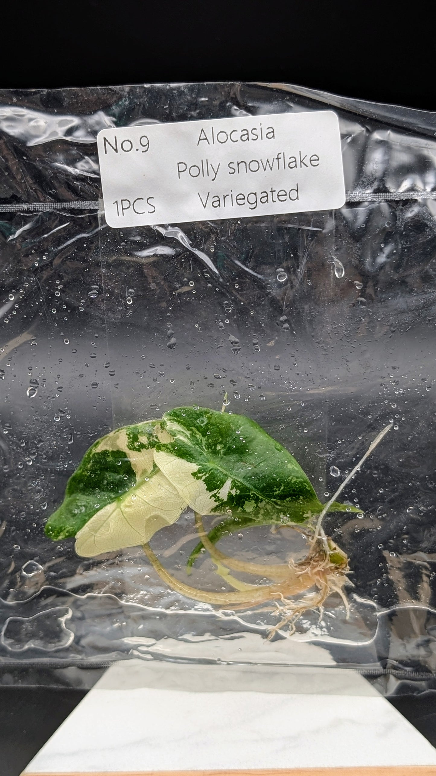 Alocasia Polly Snowflake Pink Variegata im TC Beutel