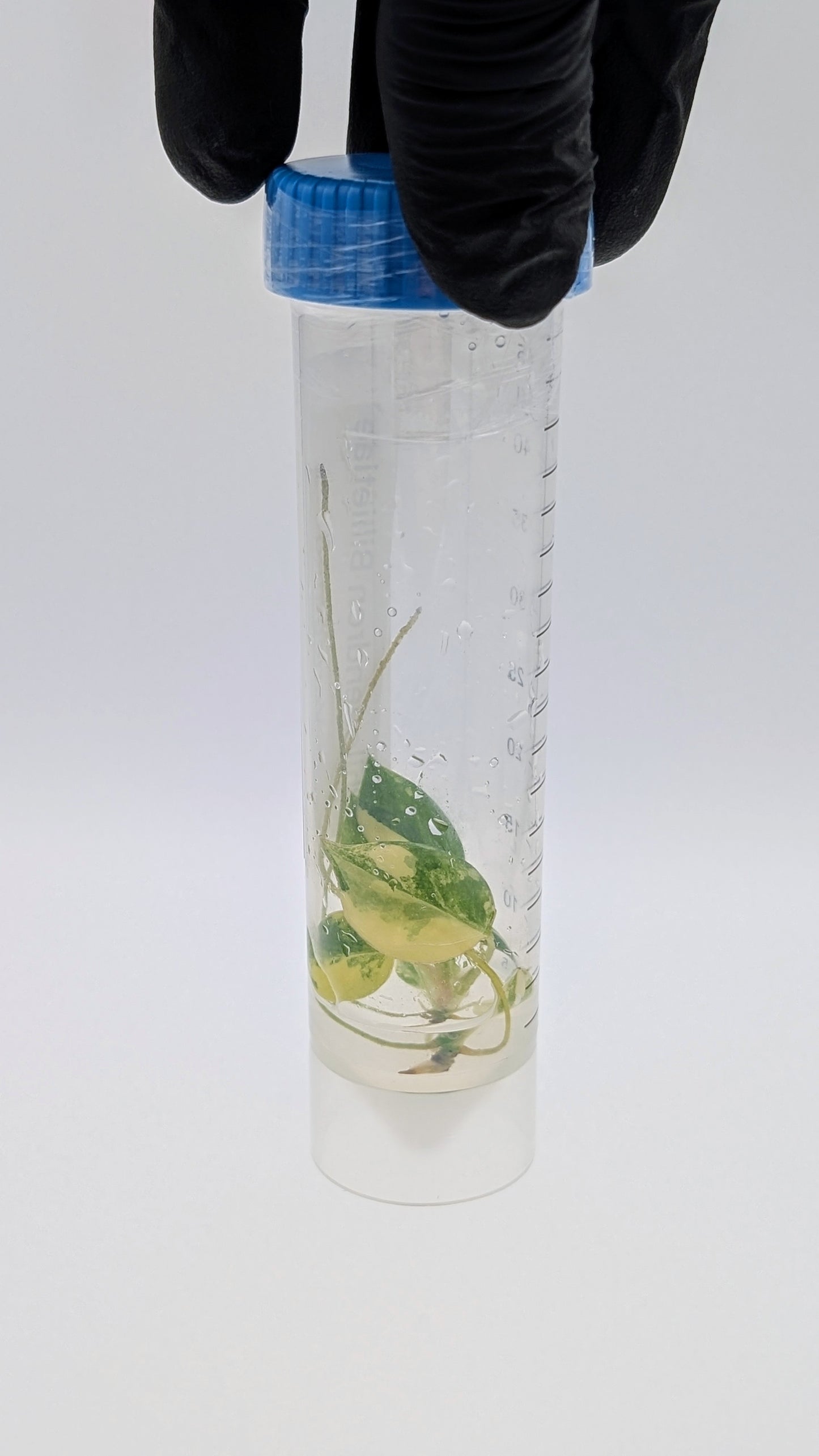 Philodendron Billietiae Variegata in TC Flasche