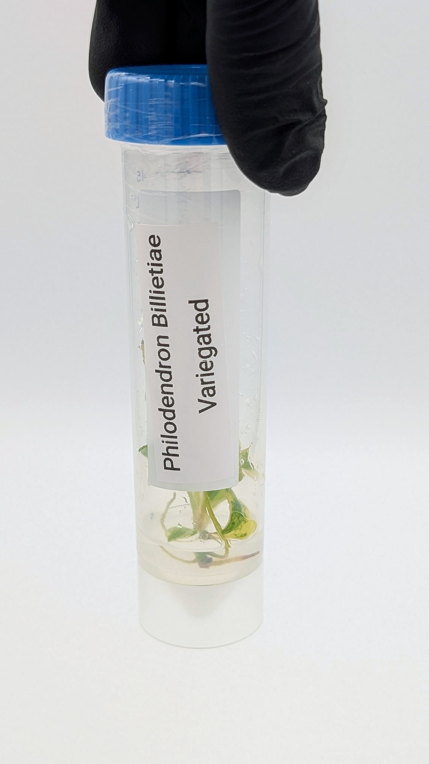 Philodendron Billietiae Variegata in TC Flasche