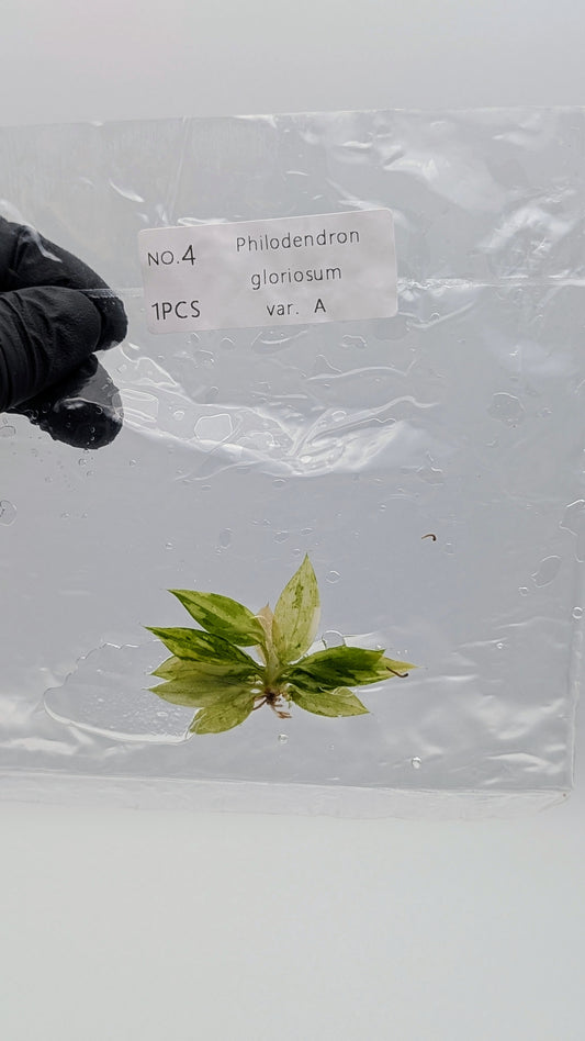 Philodendron Gloriosum Variegata im TC Beutel