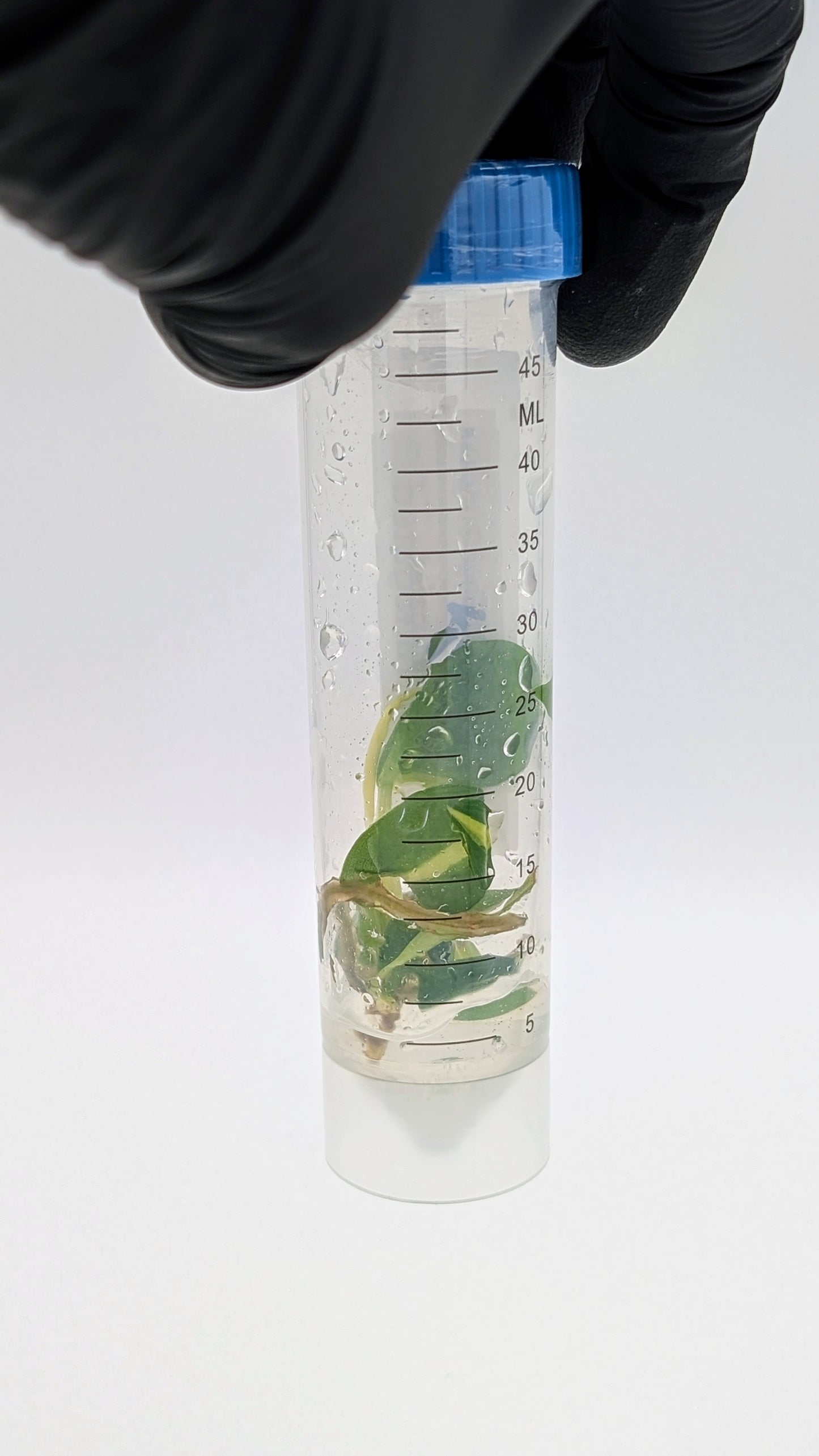 Philodendron Jungle Fever Variegata in TC Flasche