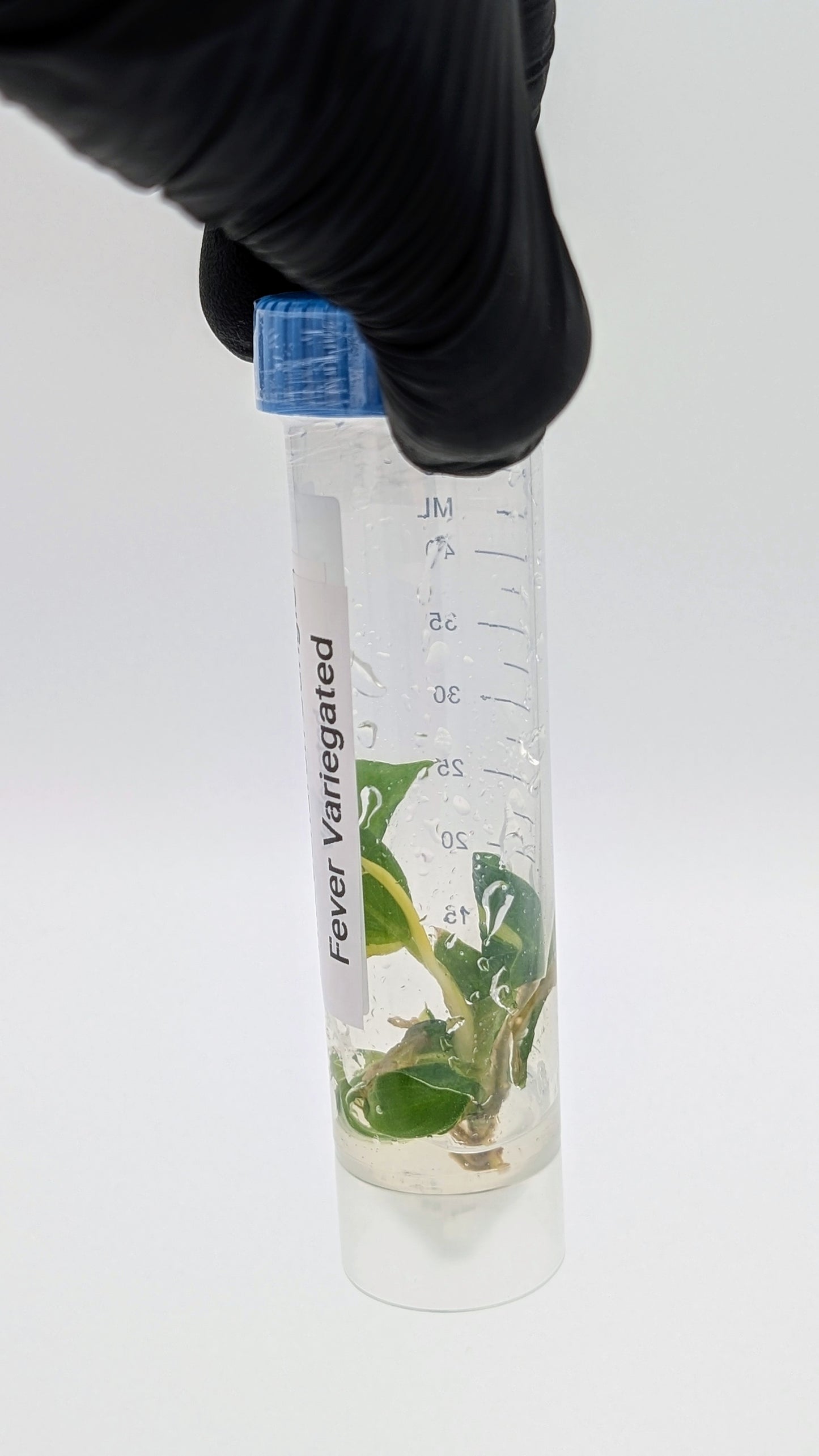 Philodendron Jungle Fever Variegata in TC Flasche