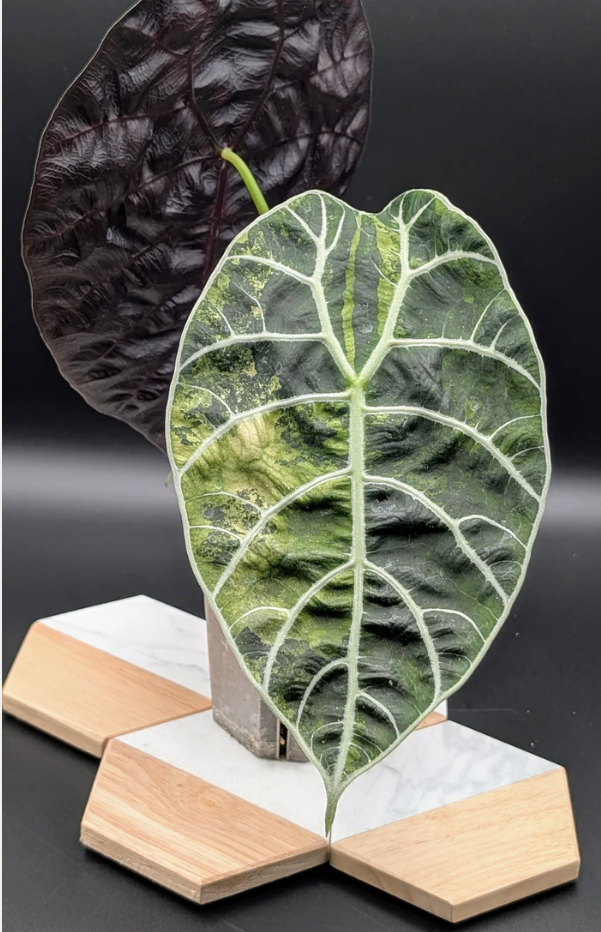 Alocasia Watsoniana Variegata Babypflanze aus Rhizom #3