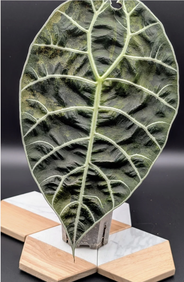 Alocasia Watsoniana Variegata Babypflanze aus Rhizom #3