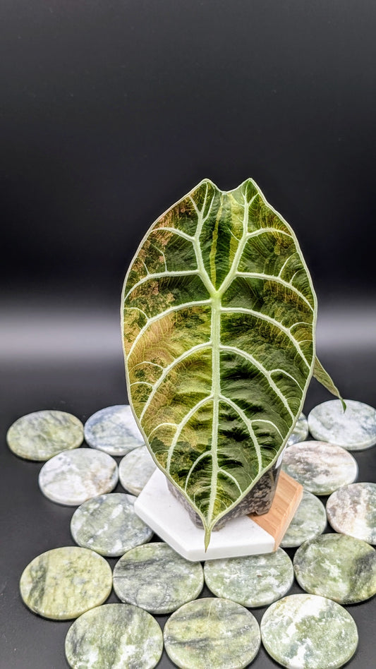 Alocasia Watsoniana Variegata